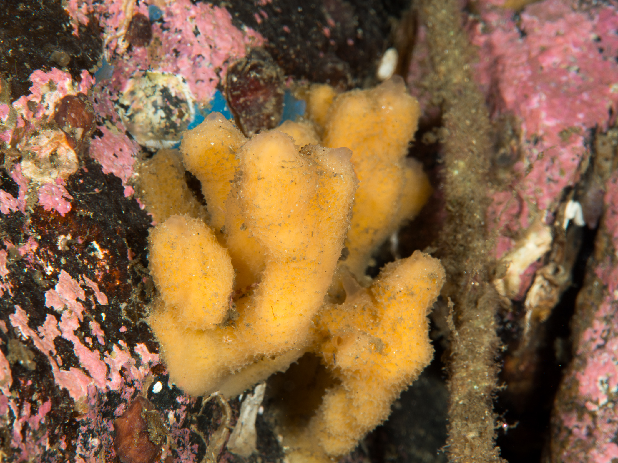 image: Phakellia rugosa. Gulen, Norway, 2014.