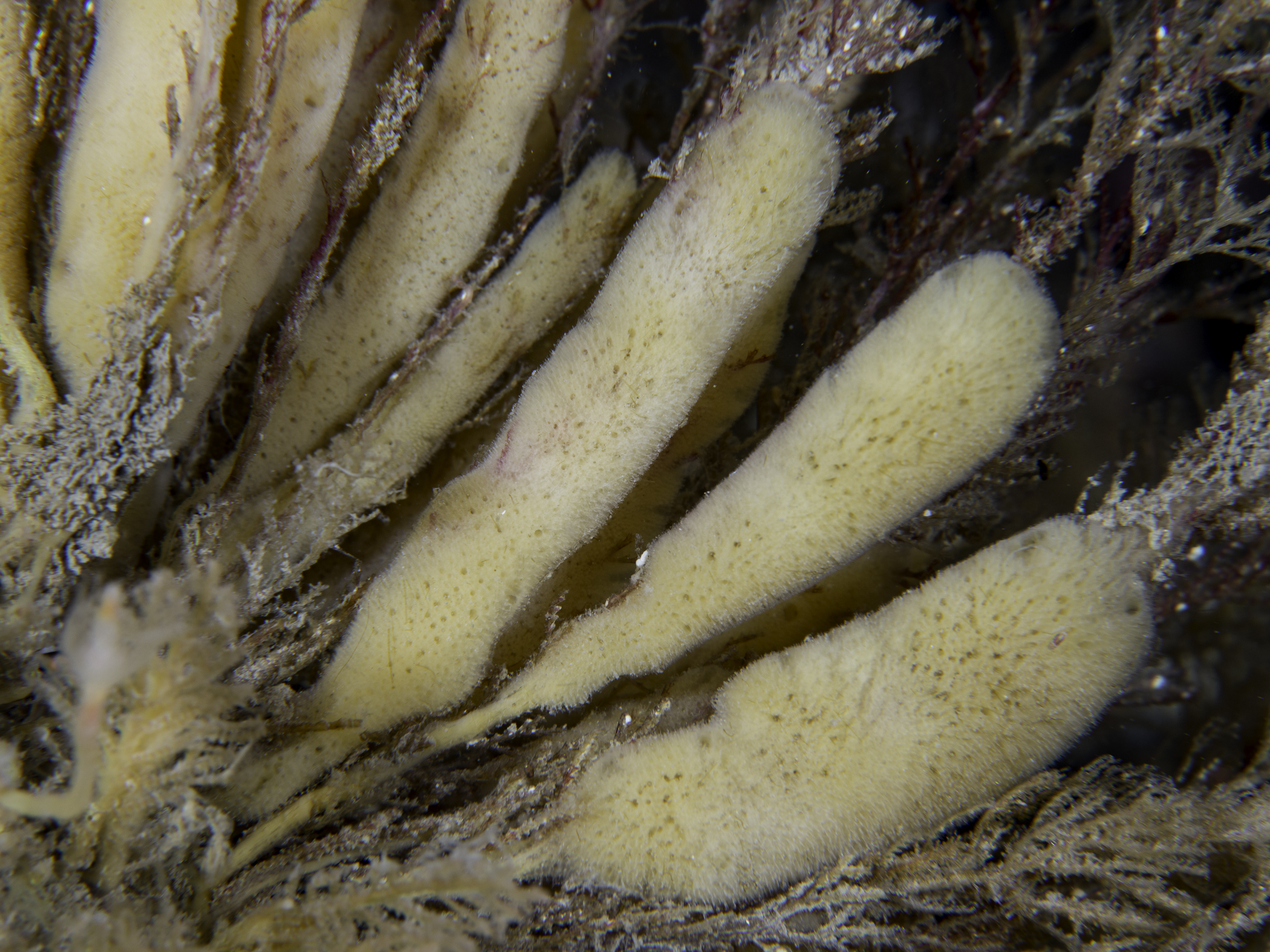 Amphilectus ovulum image: _b149405