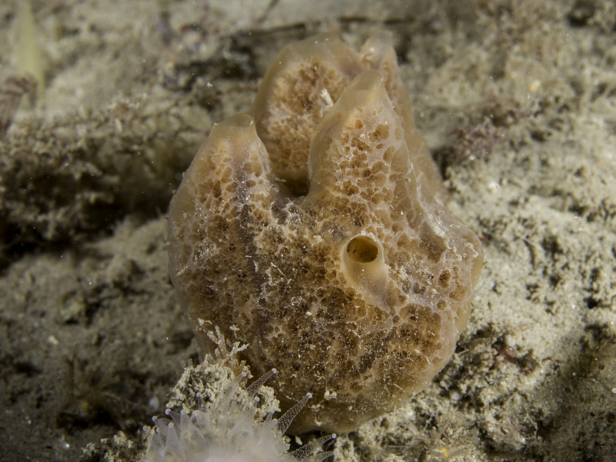 image: Crella rosea. Scilly Isles, 2016.