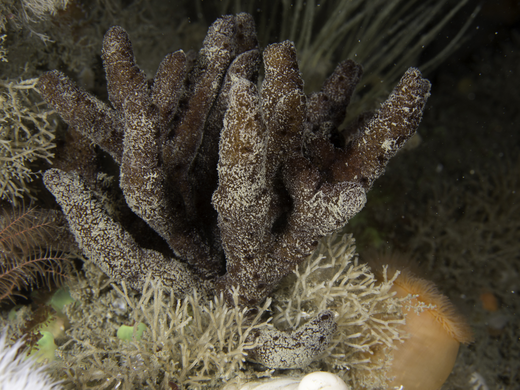 Raspailia ramosa image: _b165980