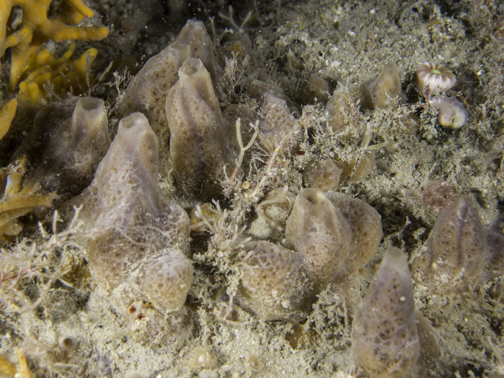 image: Crella rosea. Scilly Isles, 2016.