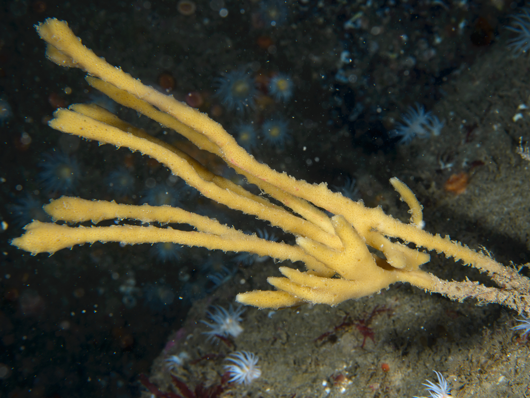 image: Haliclona oculata. Skerries, Portrush, 2017.
