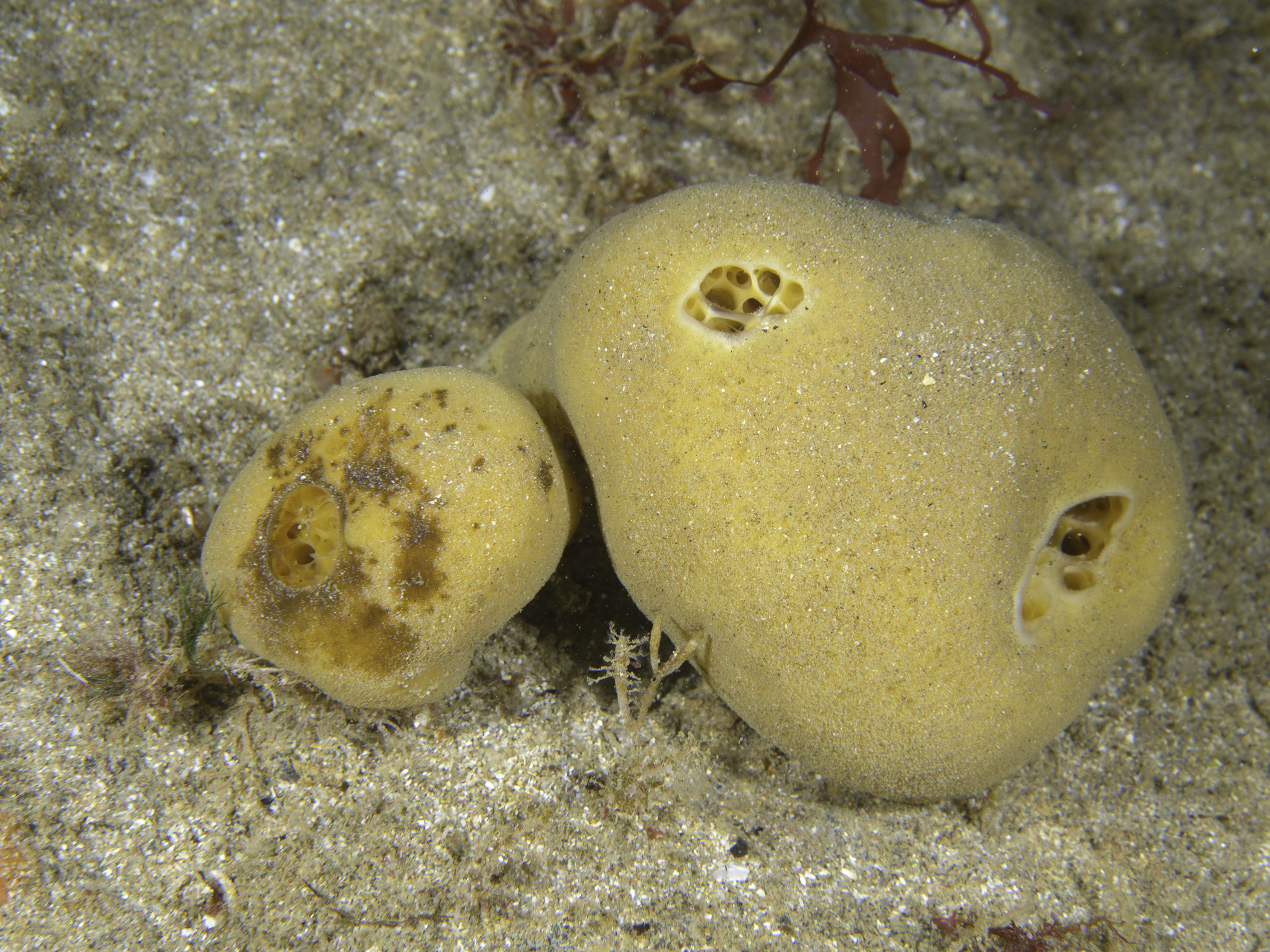 Suberites carnosus image: _b173844