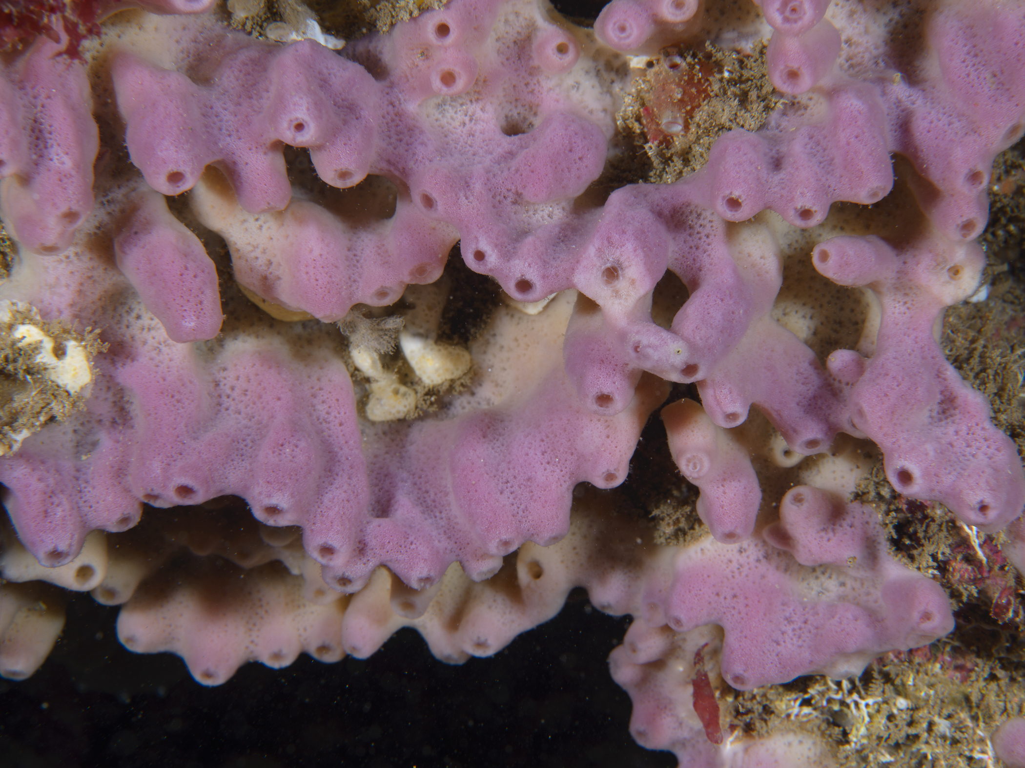 Haliclona viscosa image: _b173851