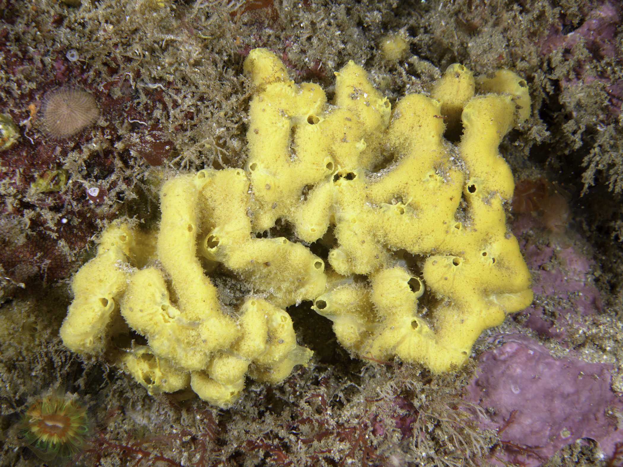 image: Axinella damicornis. Rathlin Island, 2017.