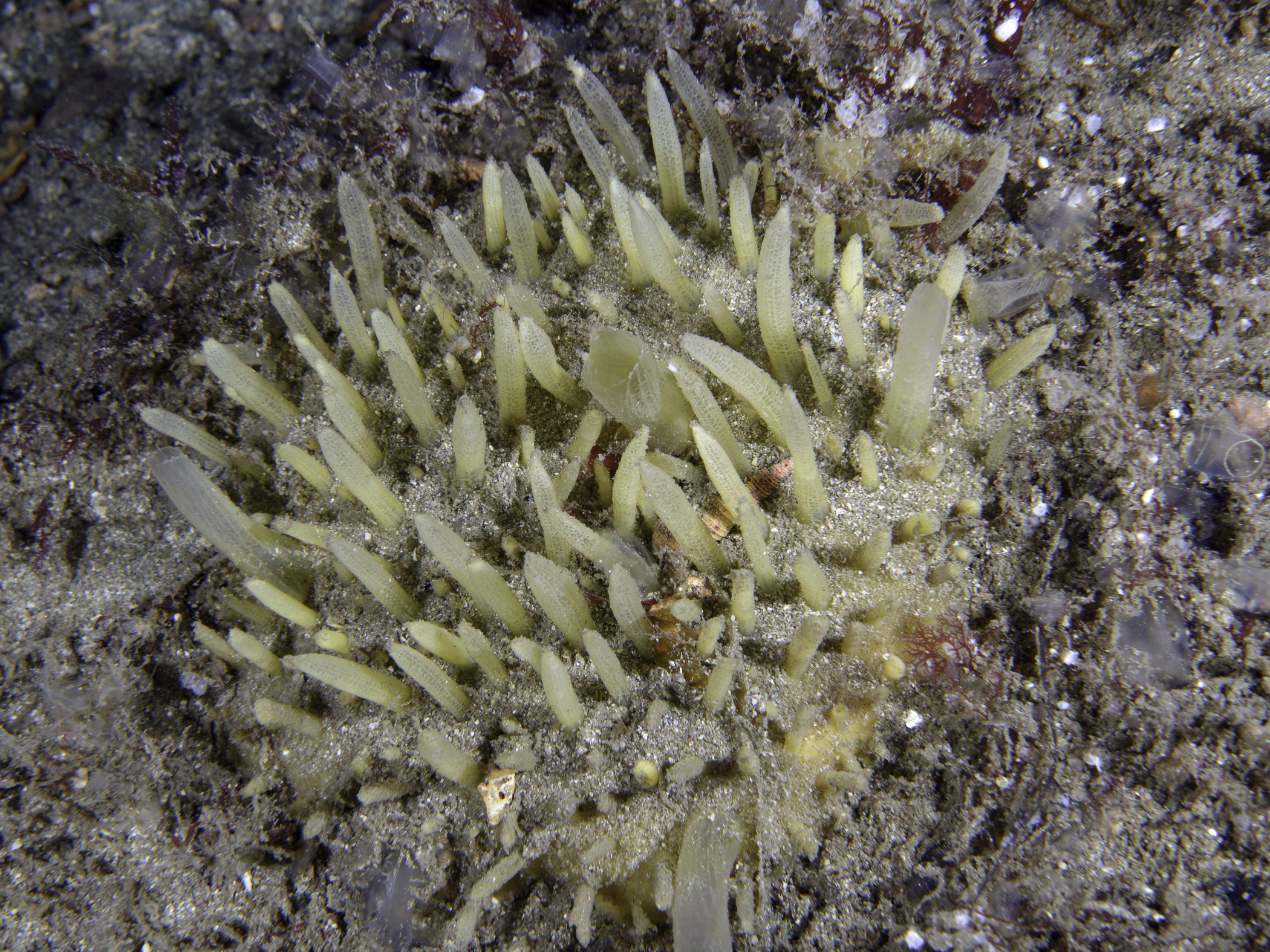 Polymastia penicillus image: _b173998