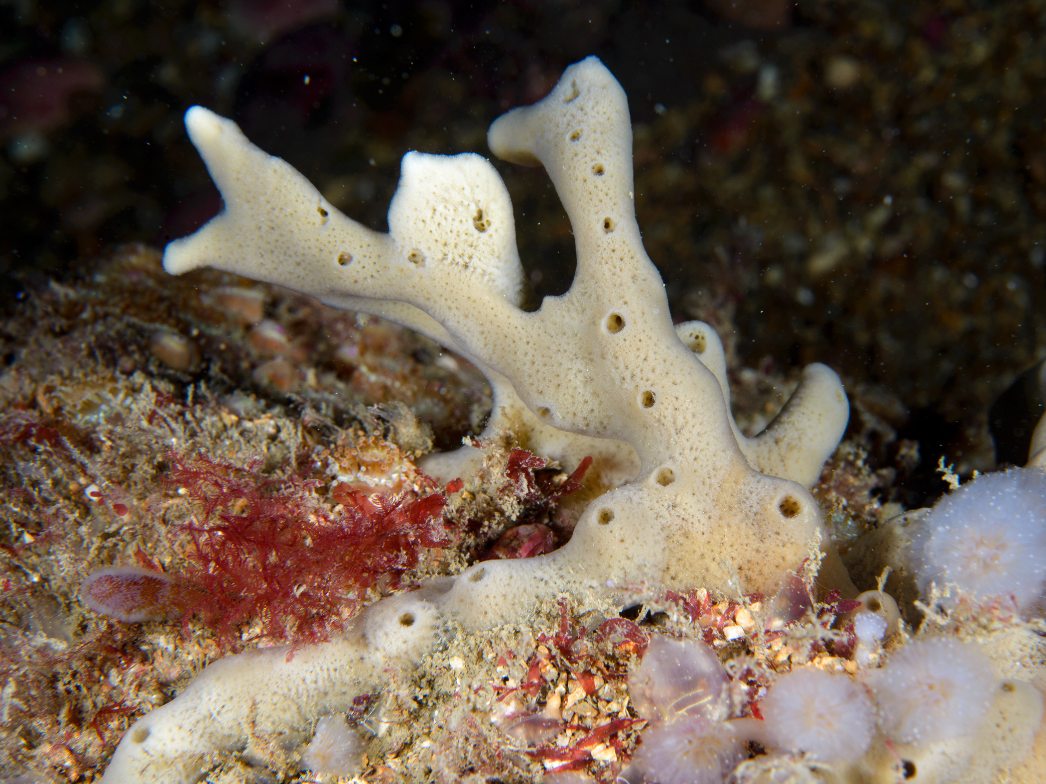 image: Haliclona simulans. Kilkieran Bay, Co. Galway, 2017.