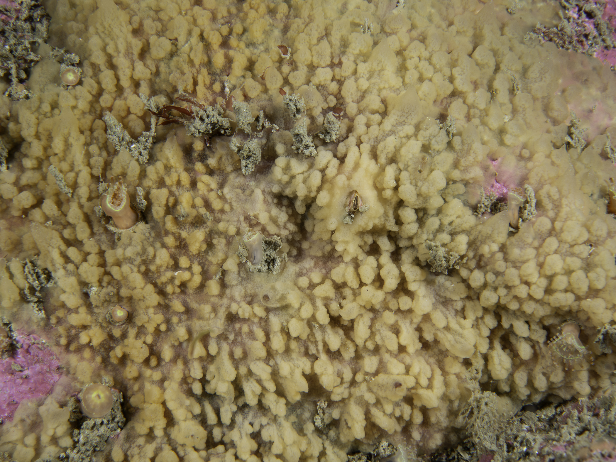 Oscarella sp. image: _b188102