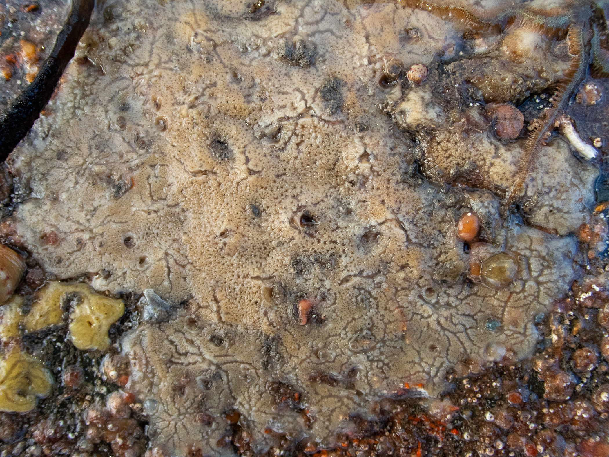 image: Haliclona indistincta. Strangford Lough, 2020.