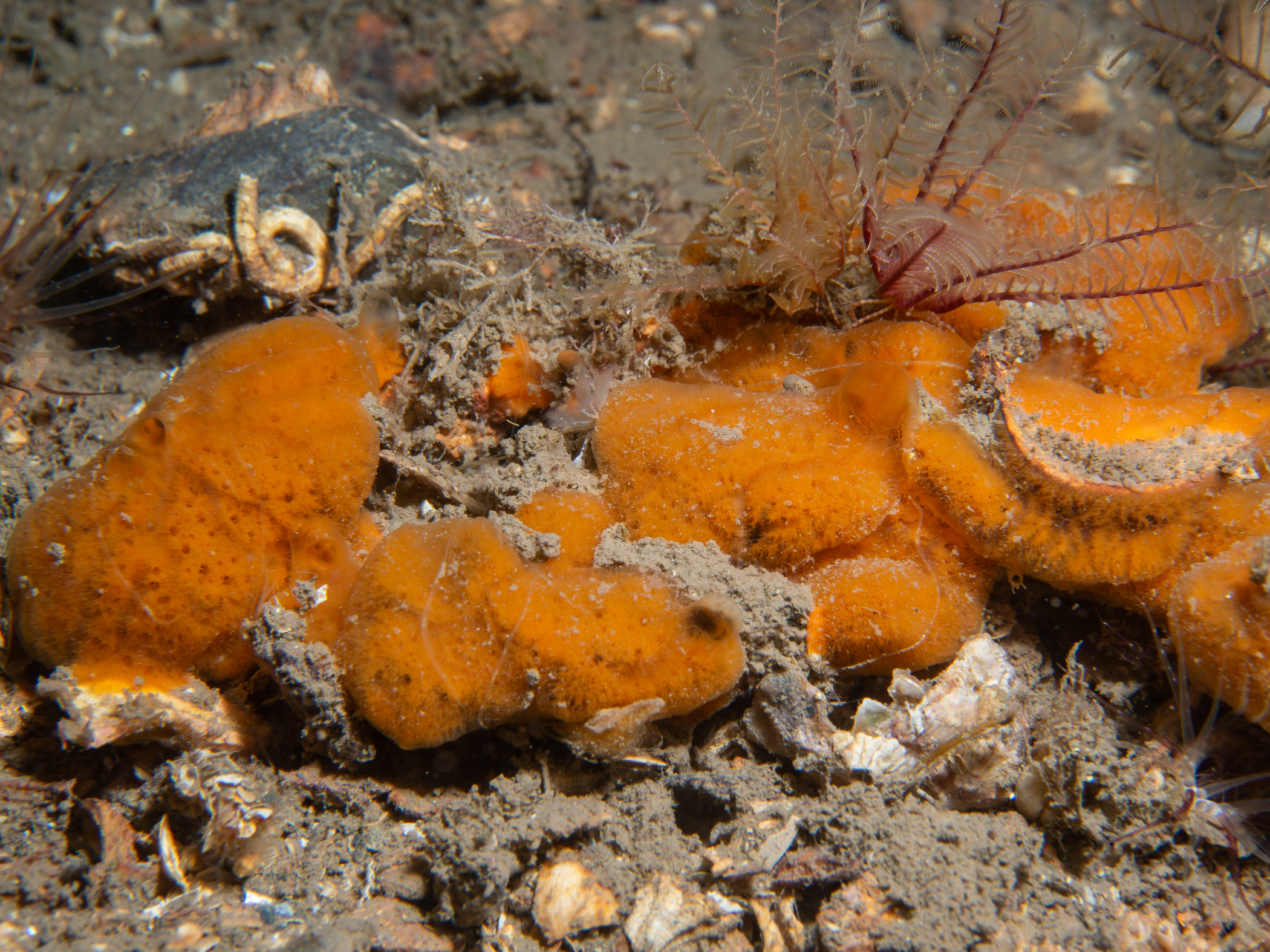 image: Mycale subclavata. Strangford Lough, 2021.