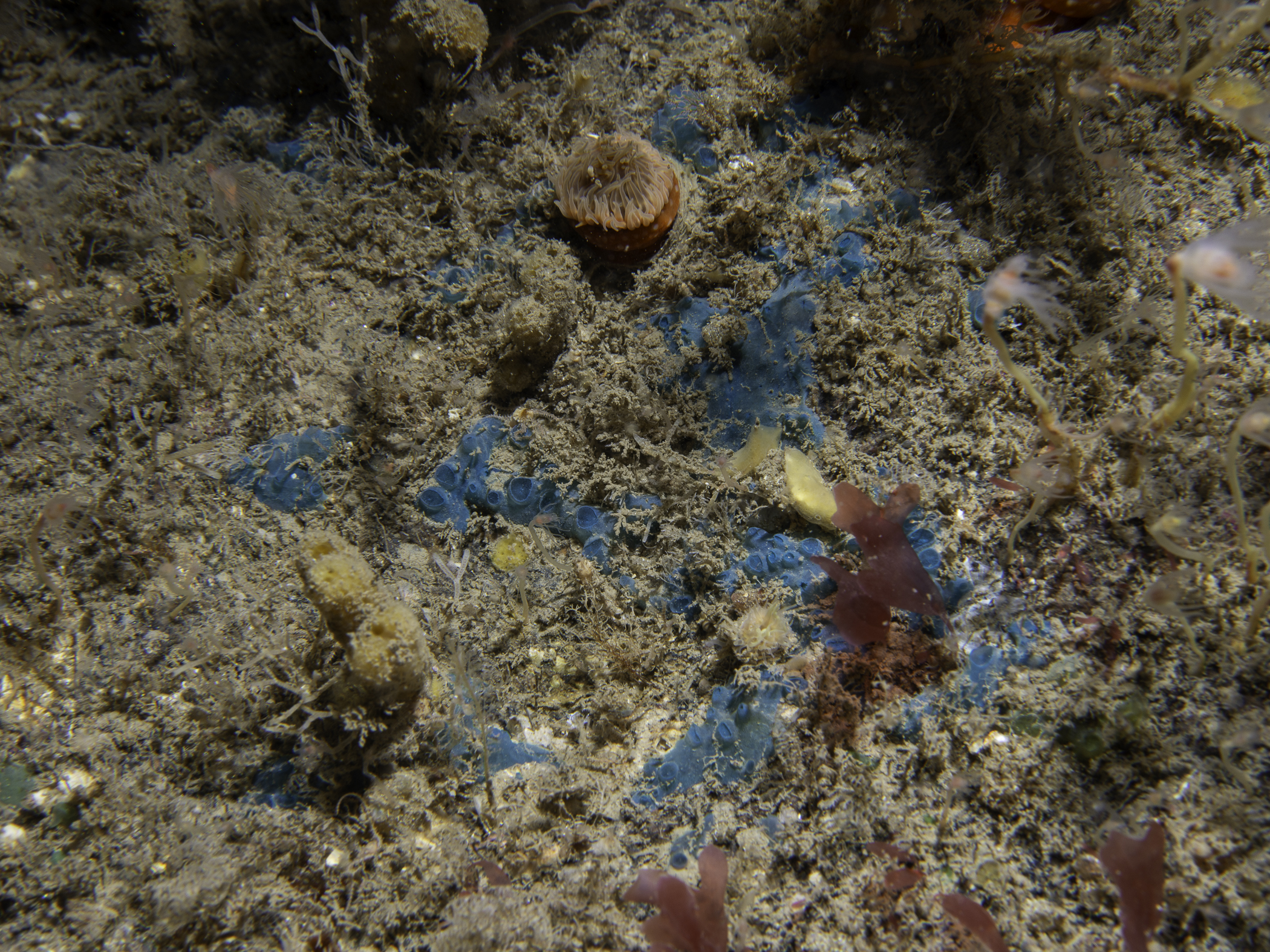 Hymedesmia paupertas image: _b227952