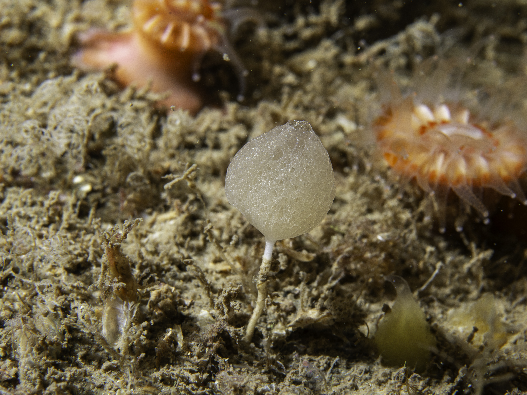 Clathrina lacunosa image: _b229430