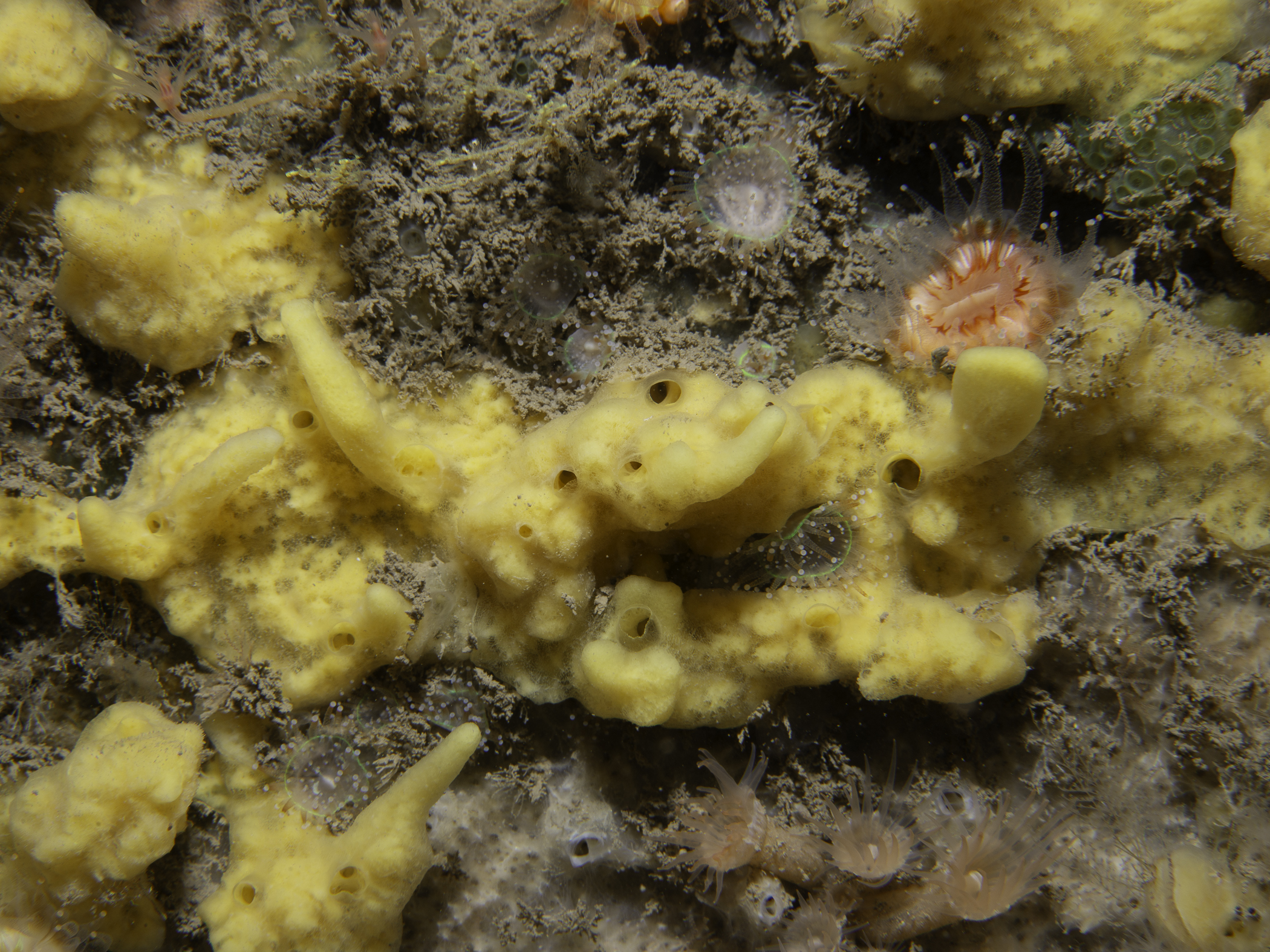 image: Iophonopsis nigricans. Rathlin Island, 2023.
