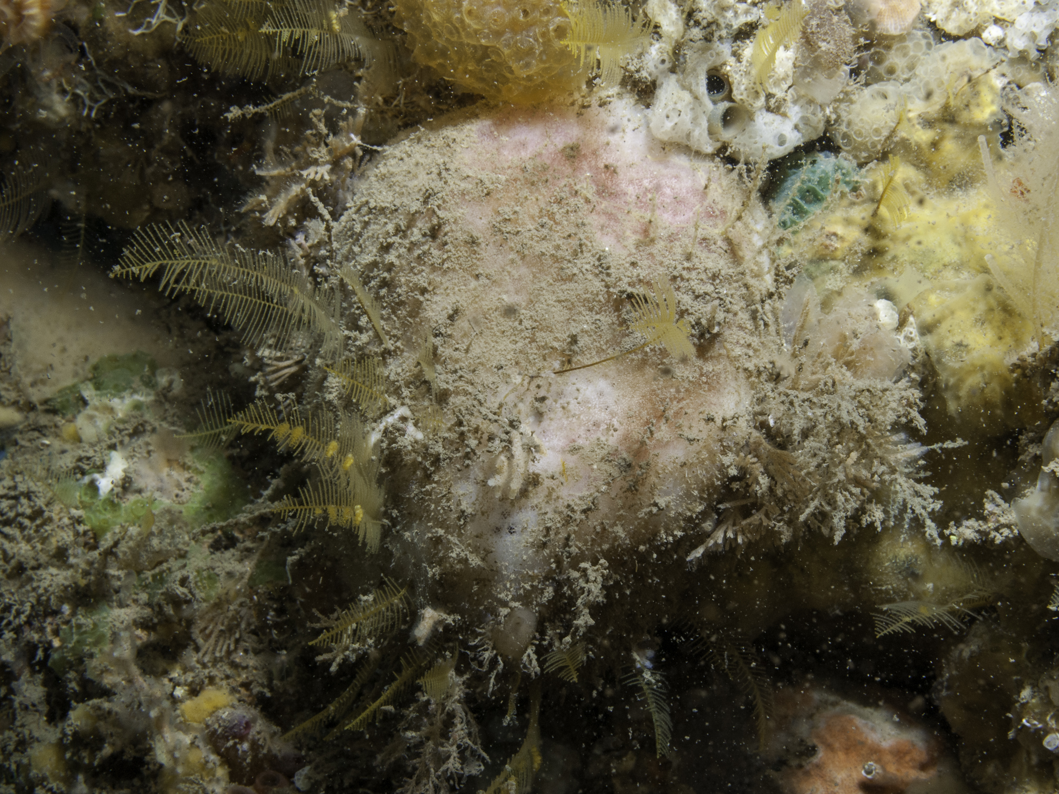 image: Stelletta grubii. Rathlin Island, 2009.