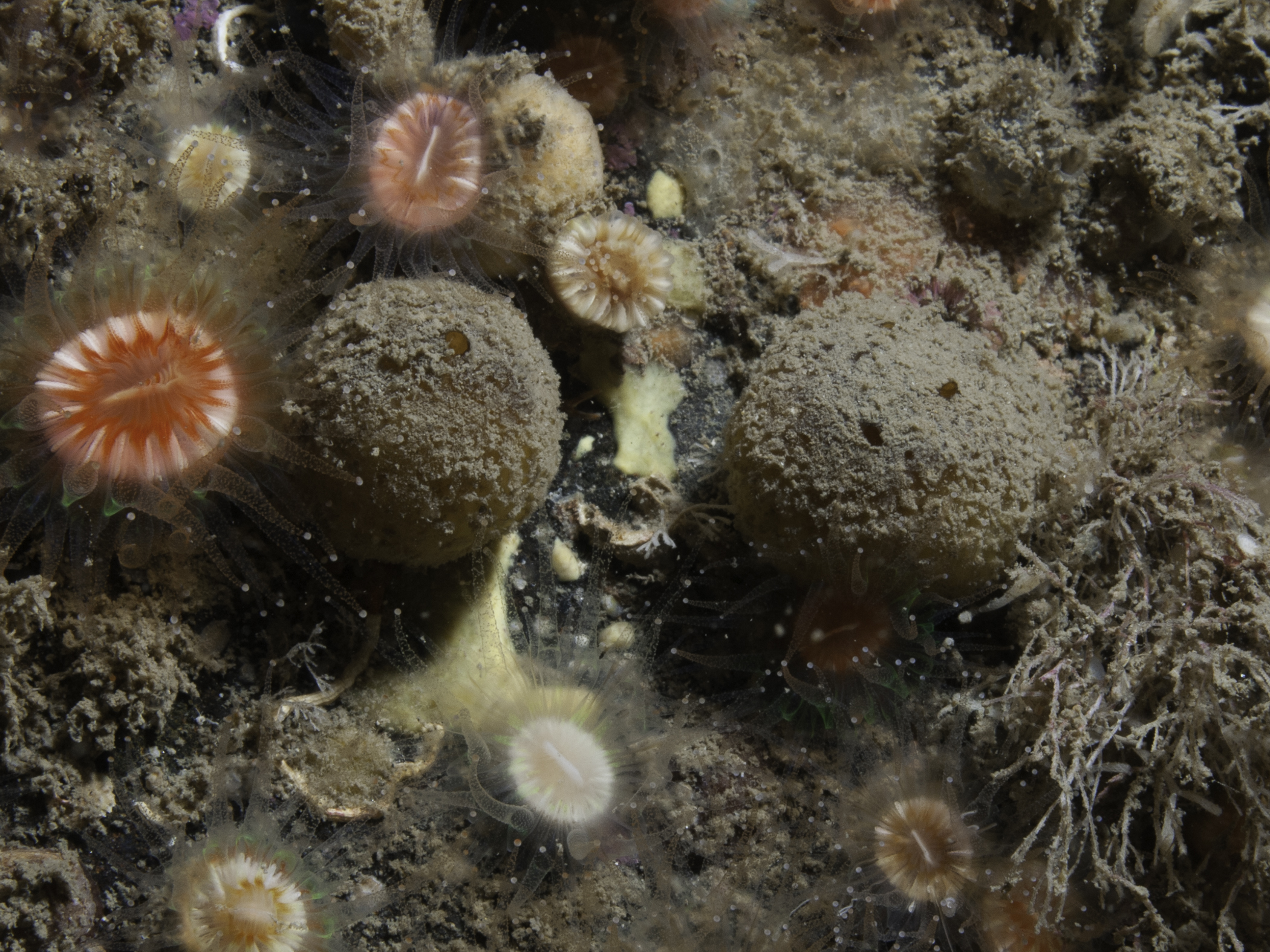 Tethya hibernica image: b09_3600