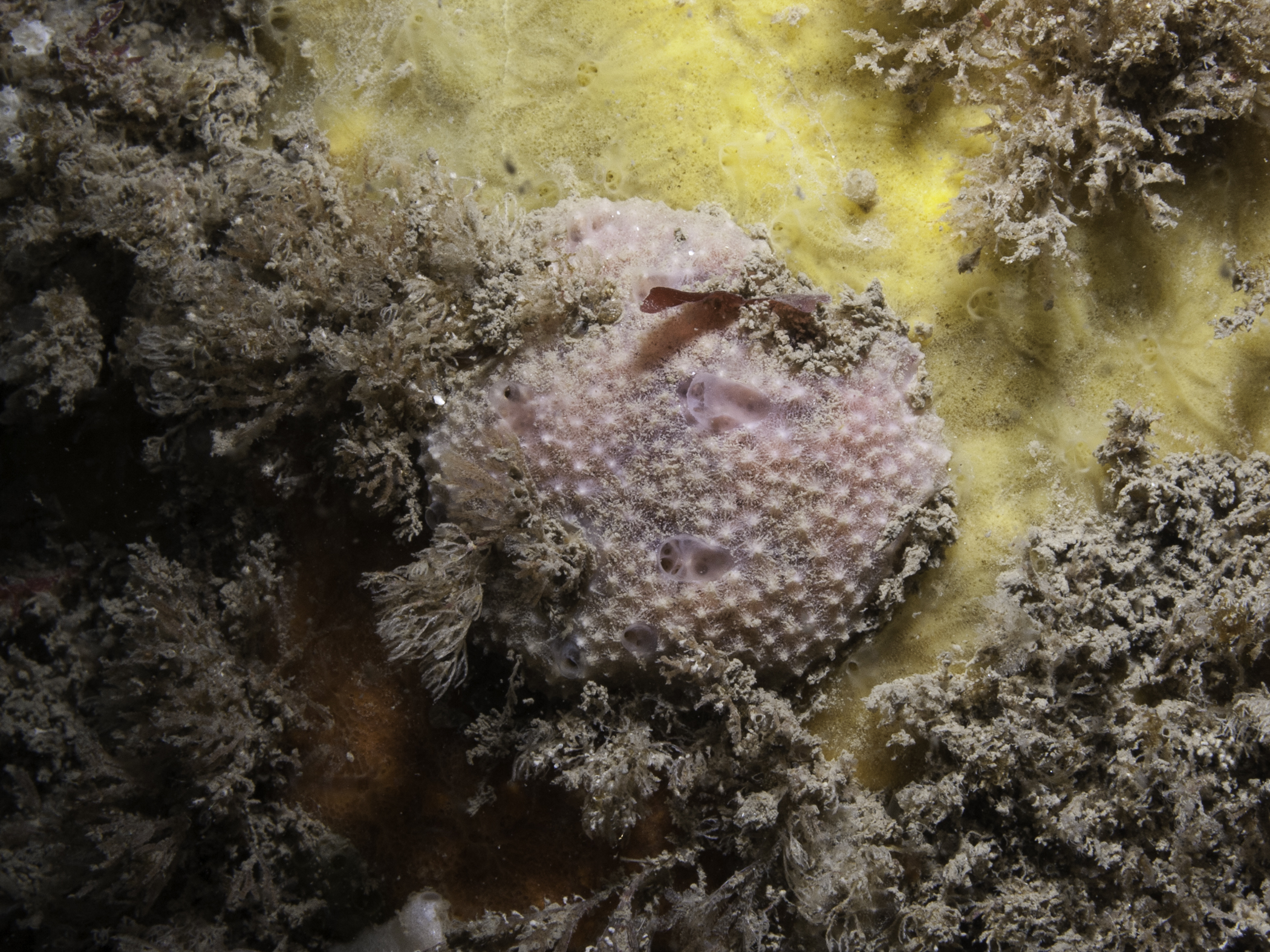 Dysidea pallescens image: b09_4716