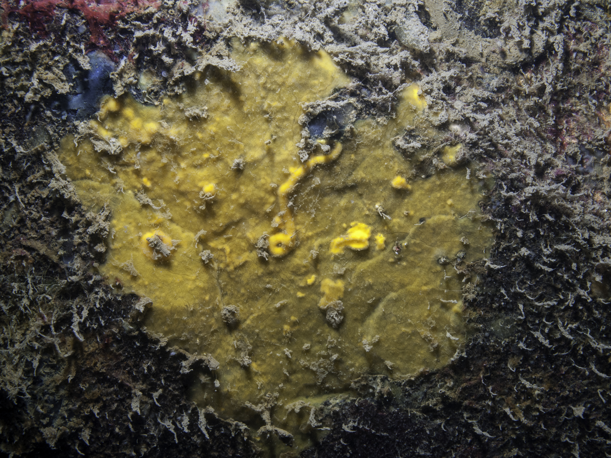 Protosuberites denhartogi image: b09_4890