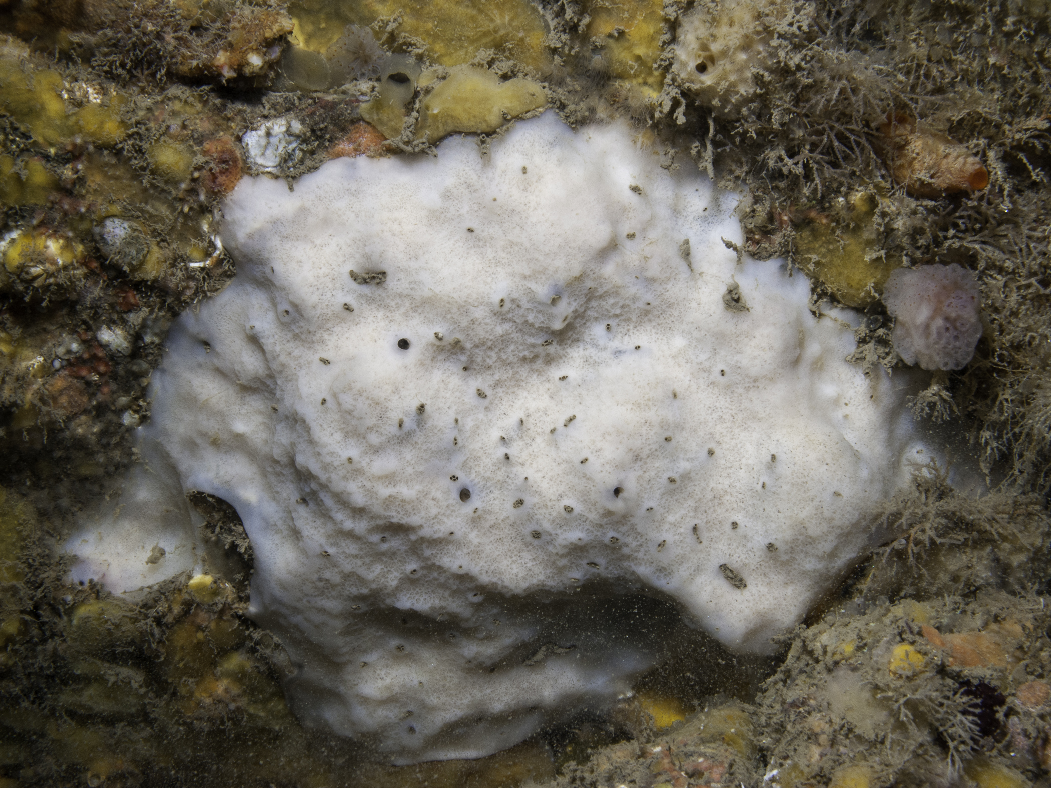 Thymosia guernei image: b09_5103