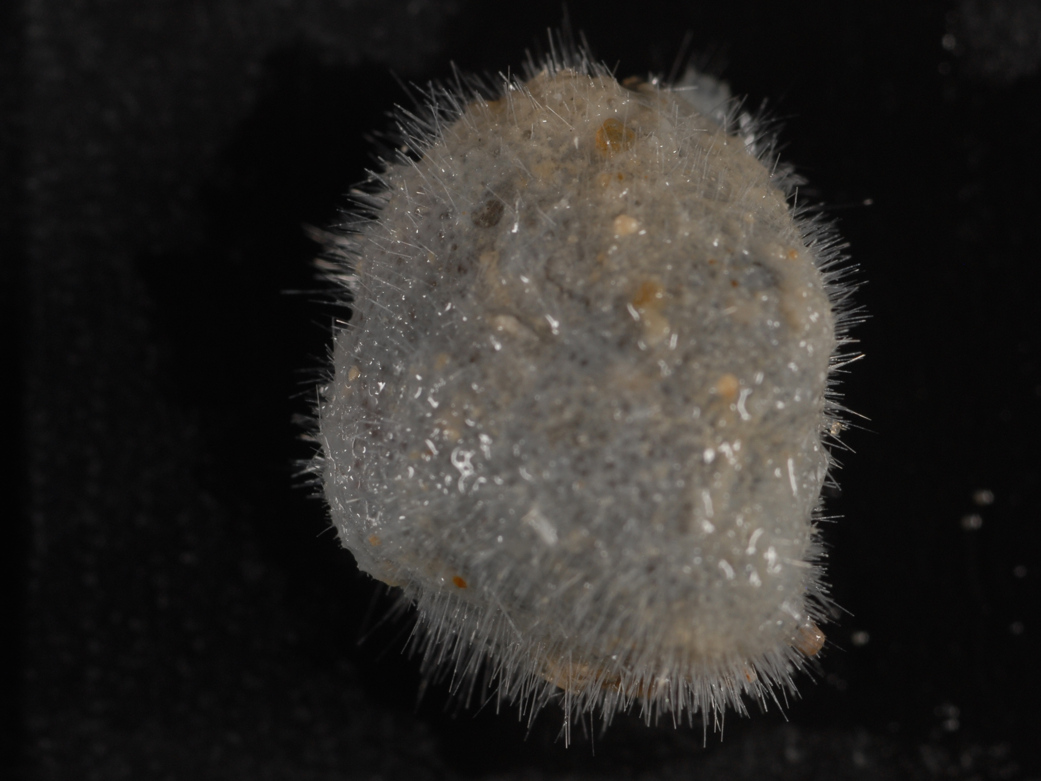 image: Bubaris vermiculata. Specimen from deepwater, west coast of Ireland, 2010.