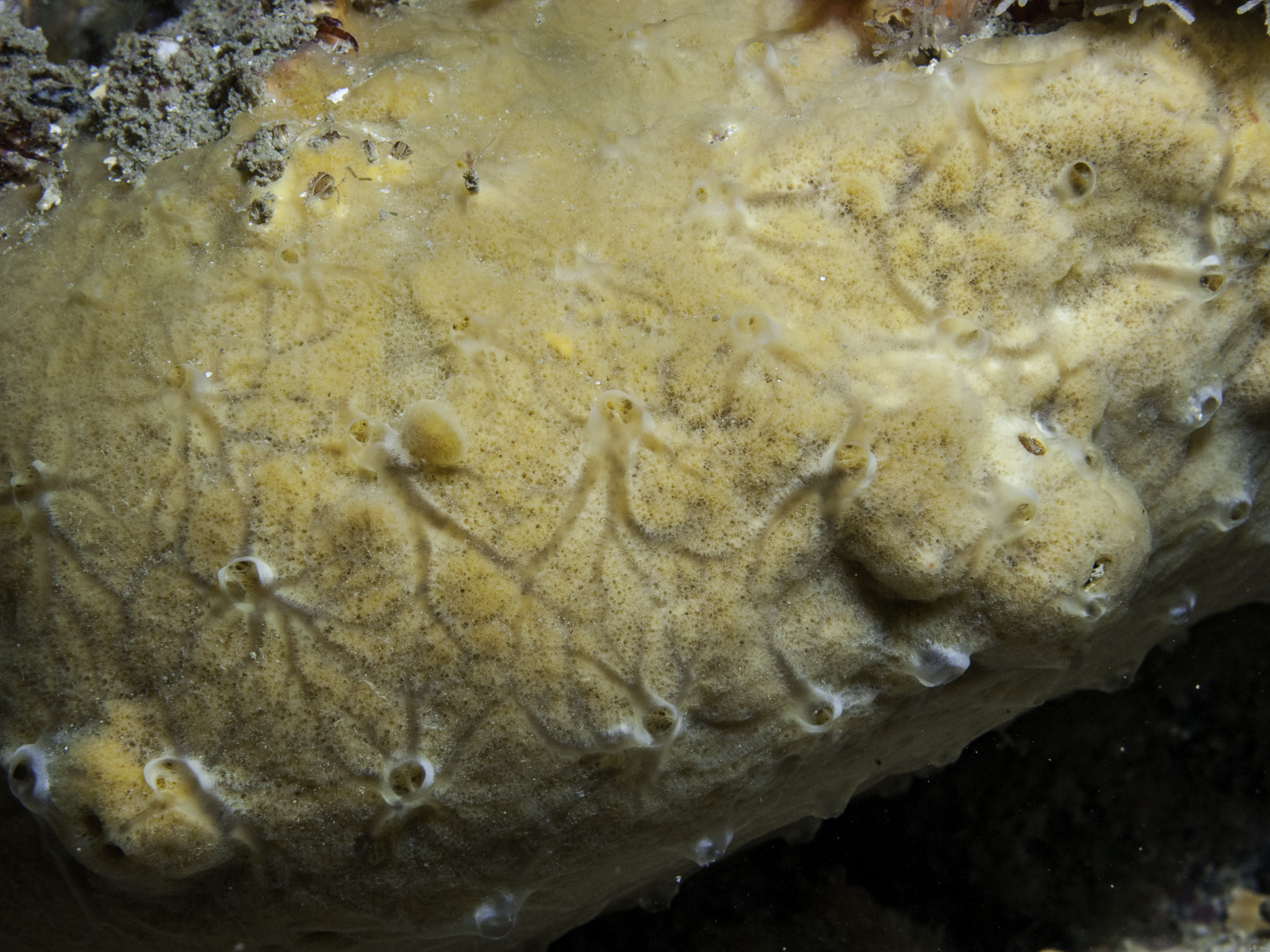 Stylostichon dives image: b10_8065