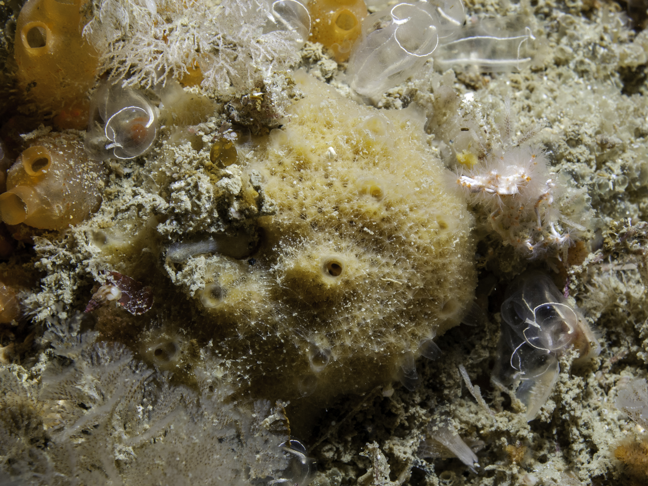 Biemna variantia image: b10_8098