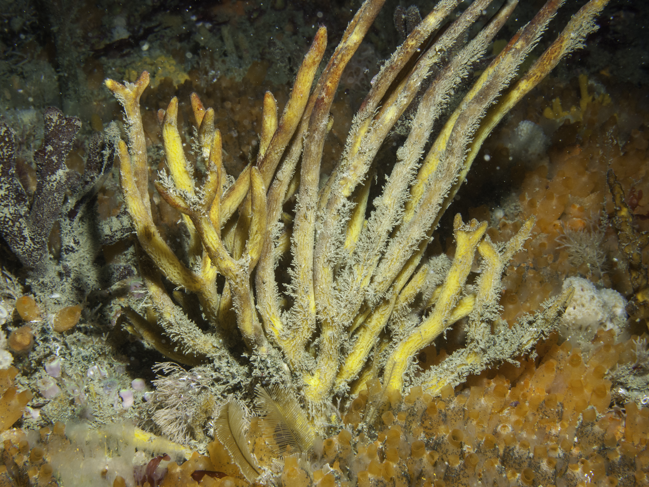 Adreus fascicularis image: b10_8563