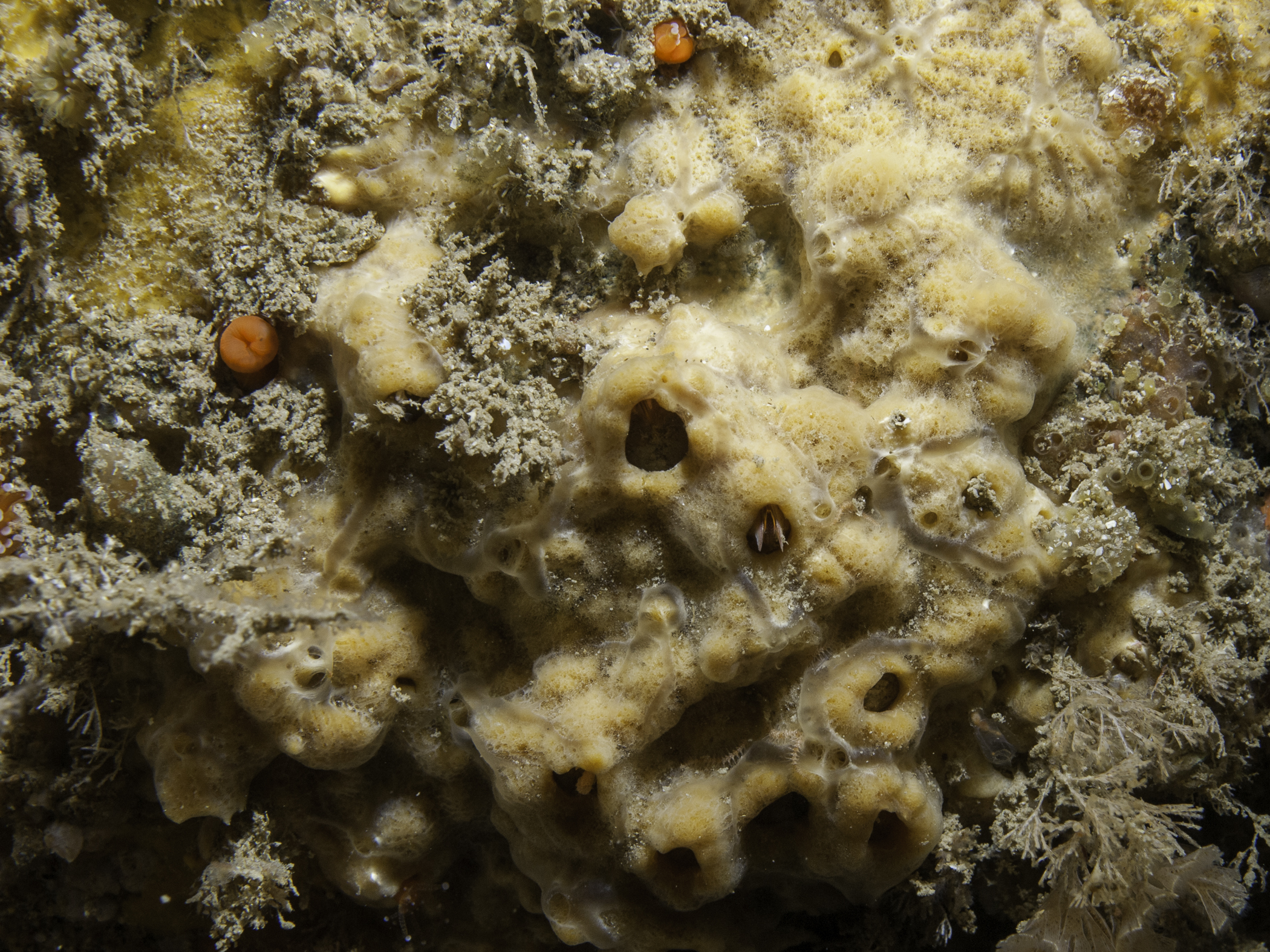 image: Stylostichon bihamigera. Sark, The Channel Islands, 2010.