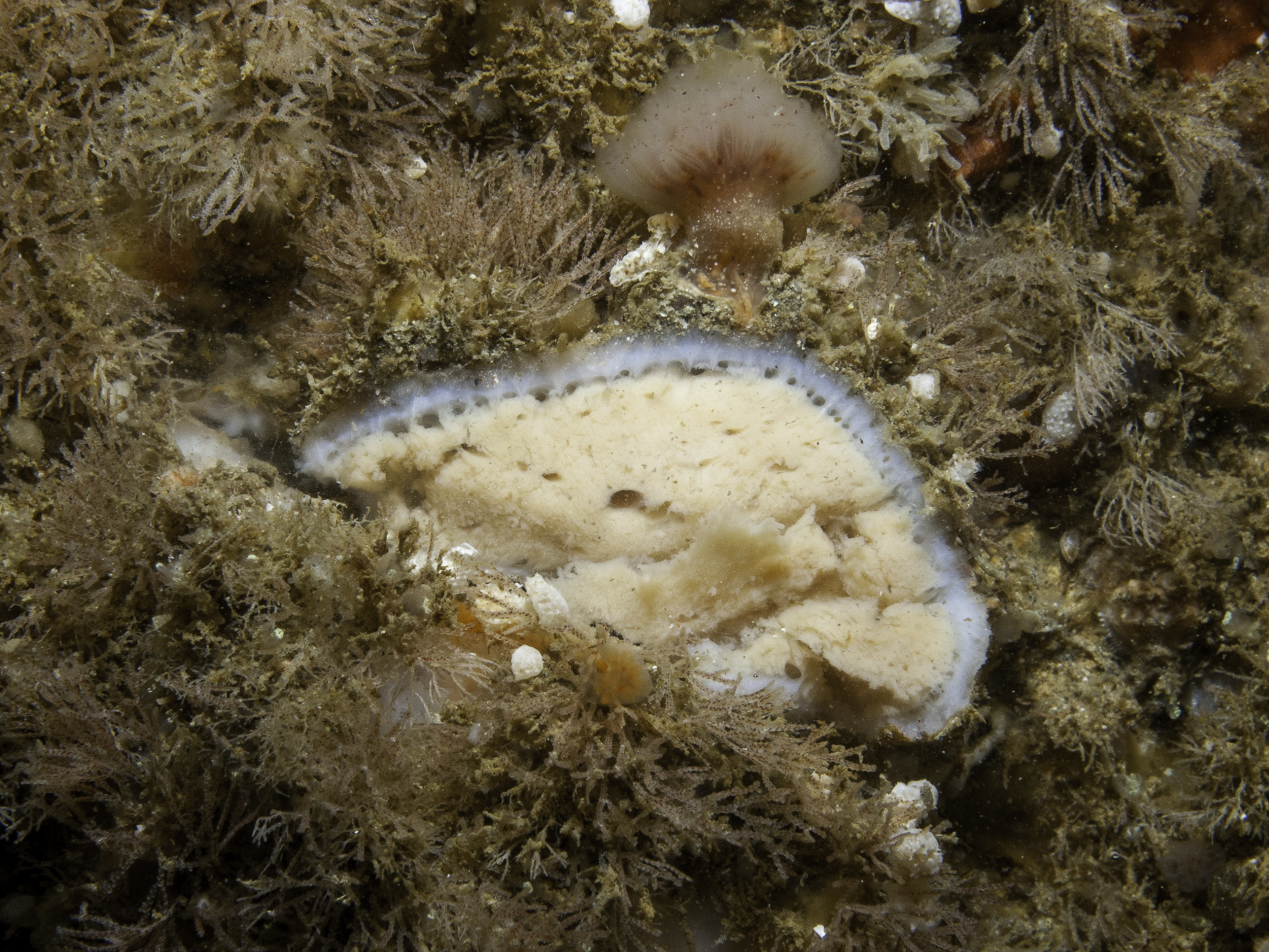 image: Stelletta grubii. Well-developed, spicule packed rind  is clearly differentiated from the creamy interior.