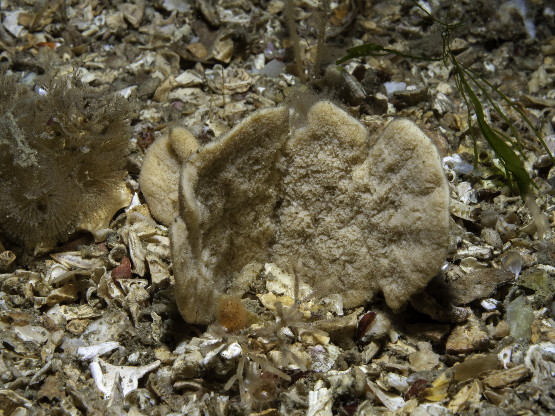 Axinella flustra image: b10_9039