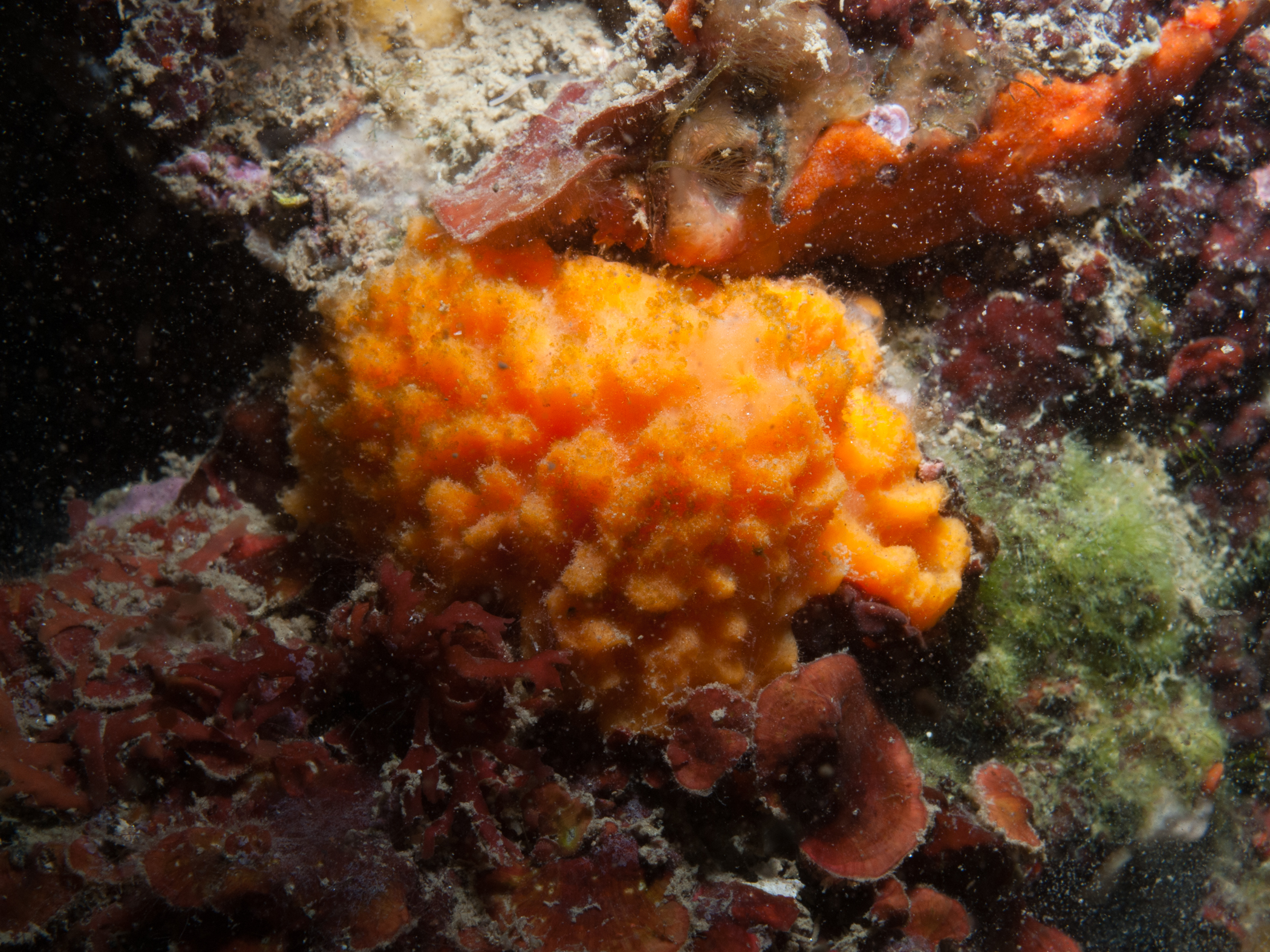 Dictyonella incisa image: b10_9266