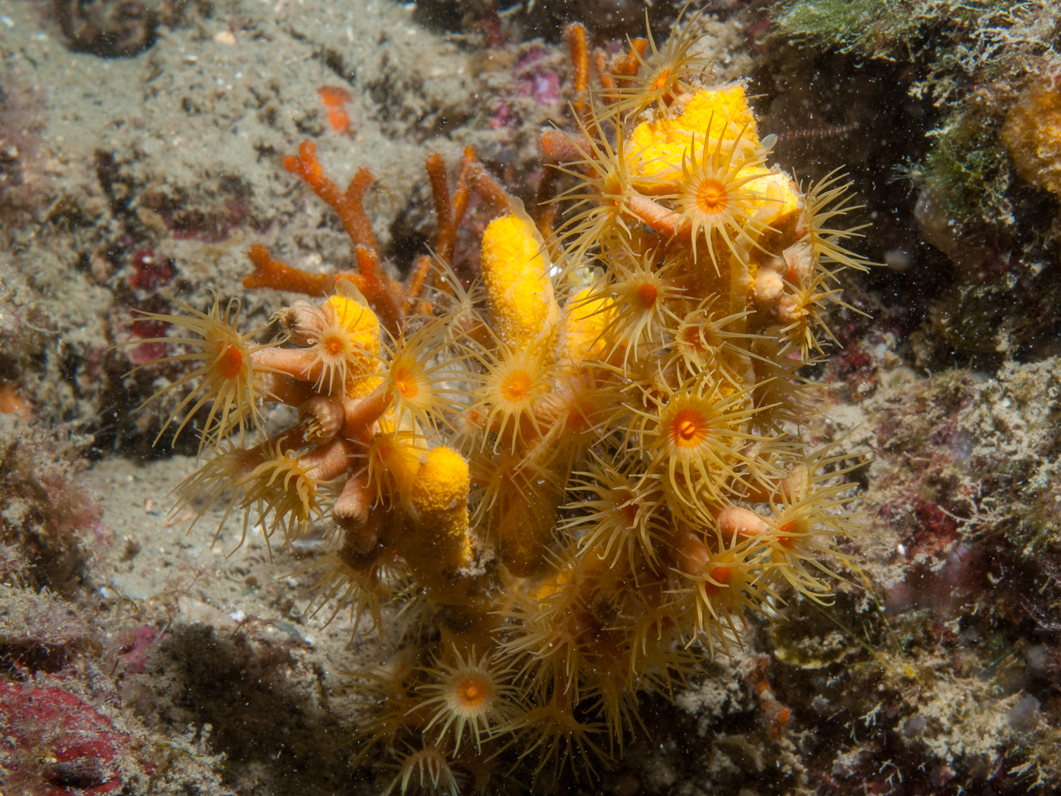 image: Axinella verrucosa. Banyuls-sur-Mer, France, 2010.