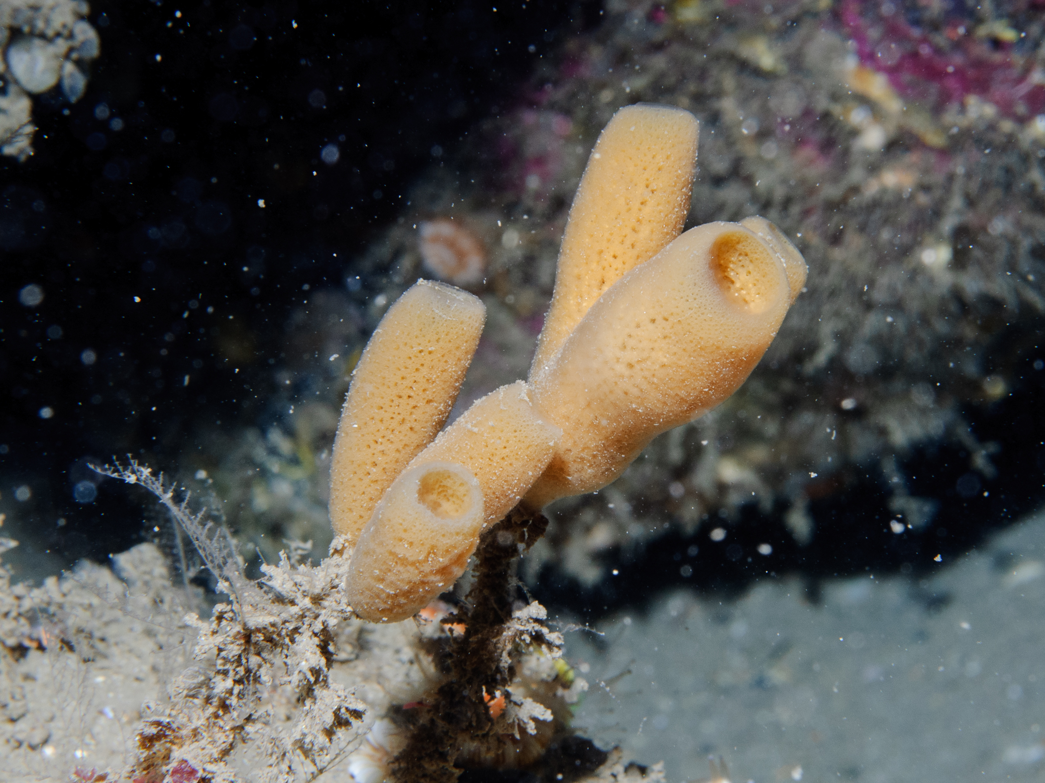 image: Haliclona urceolus. Rathlin Island, 2007.