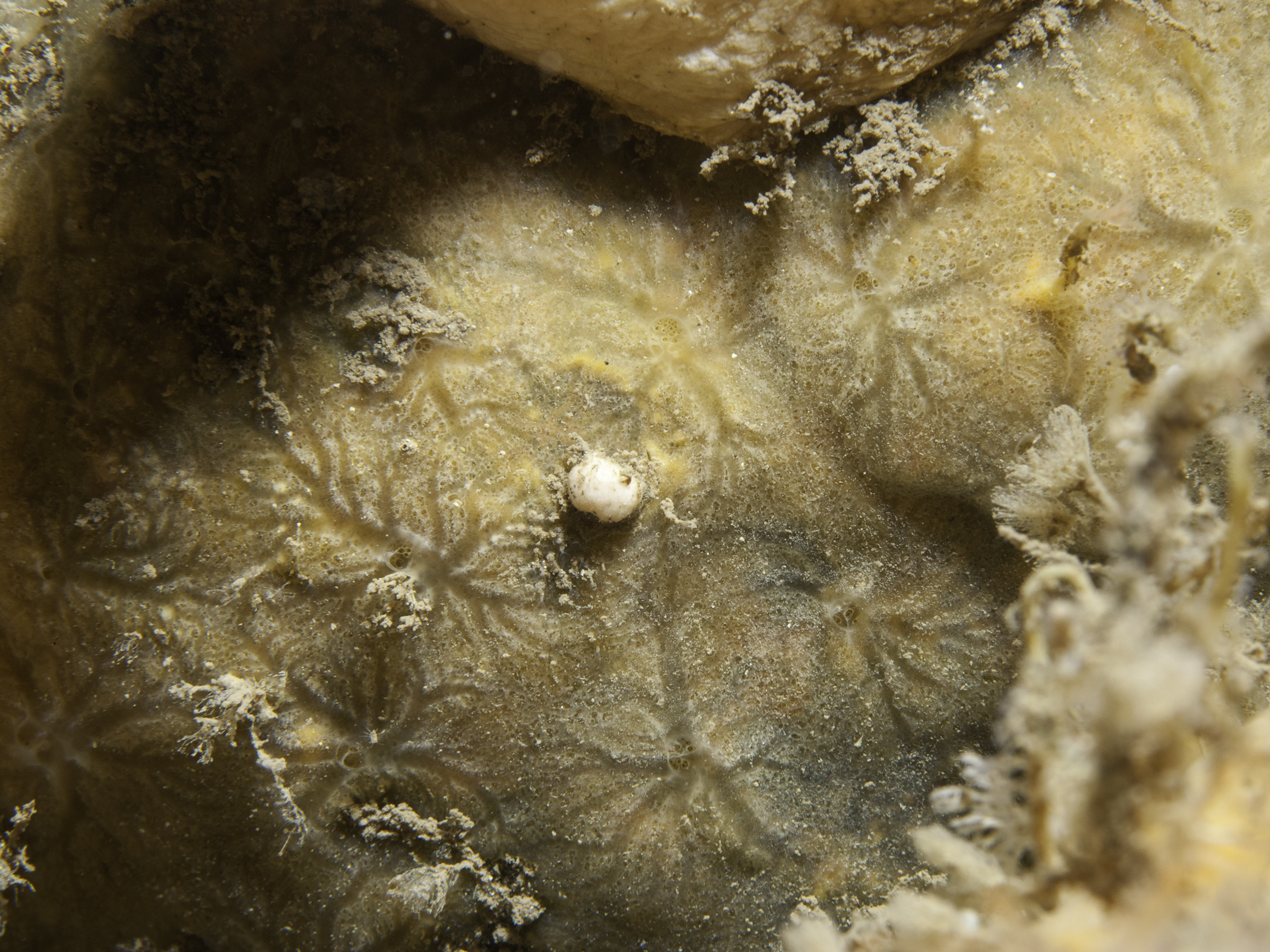 image: Hymedesmia peachii. The Maidens, Larne, 2007.