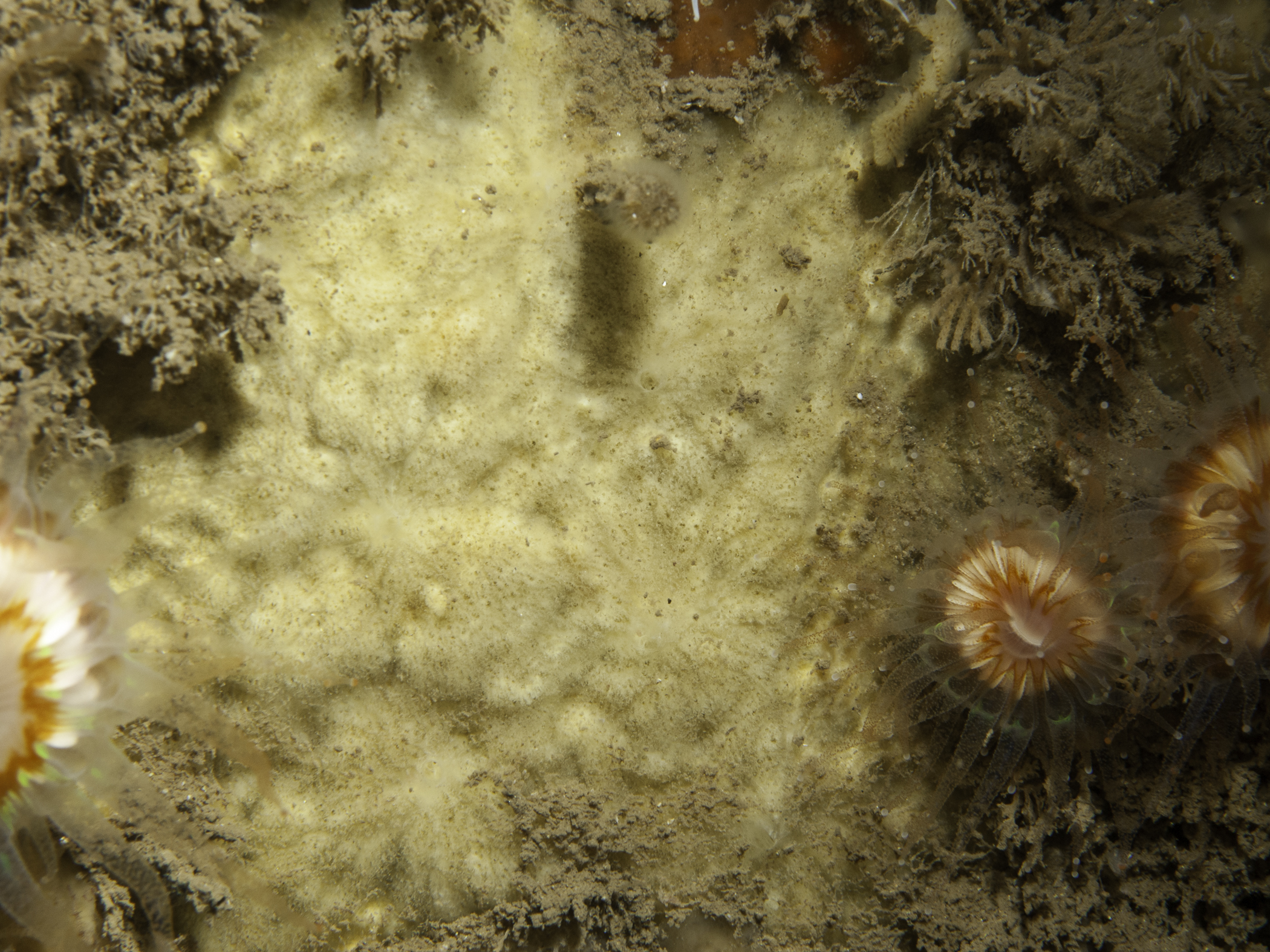 Clathria elliptichela image: bep2_4048