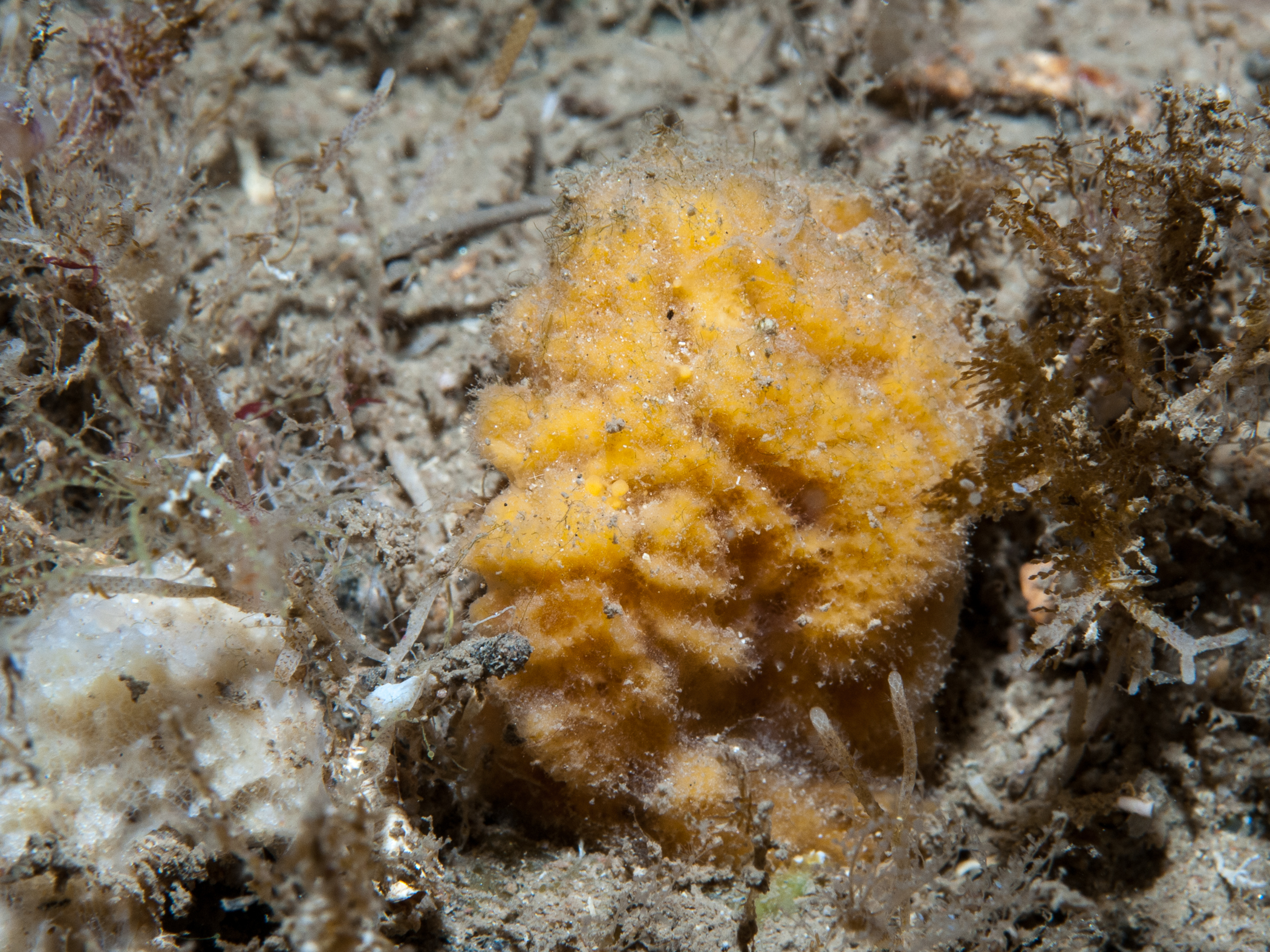 Axinella parva image: bep2_8306