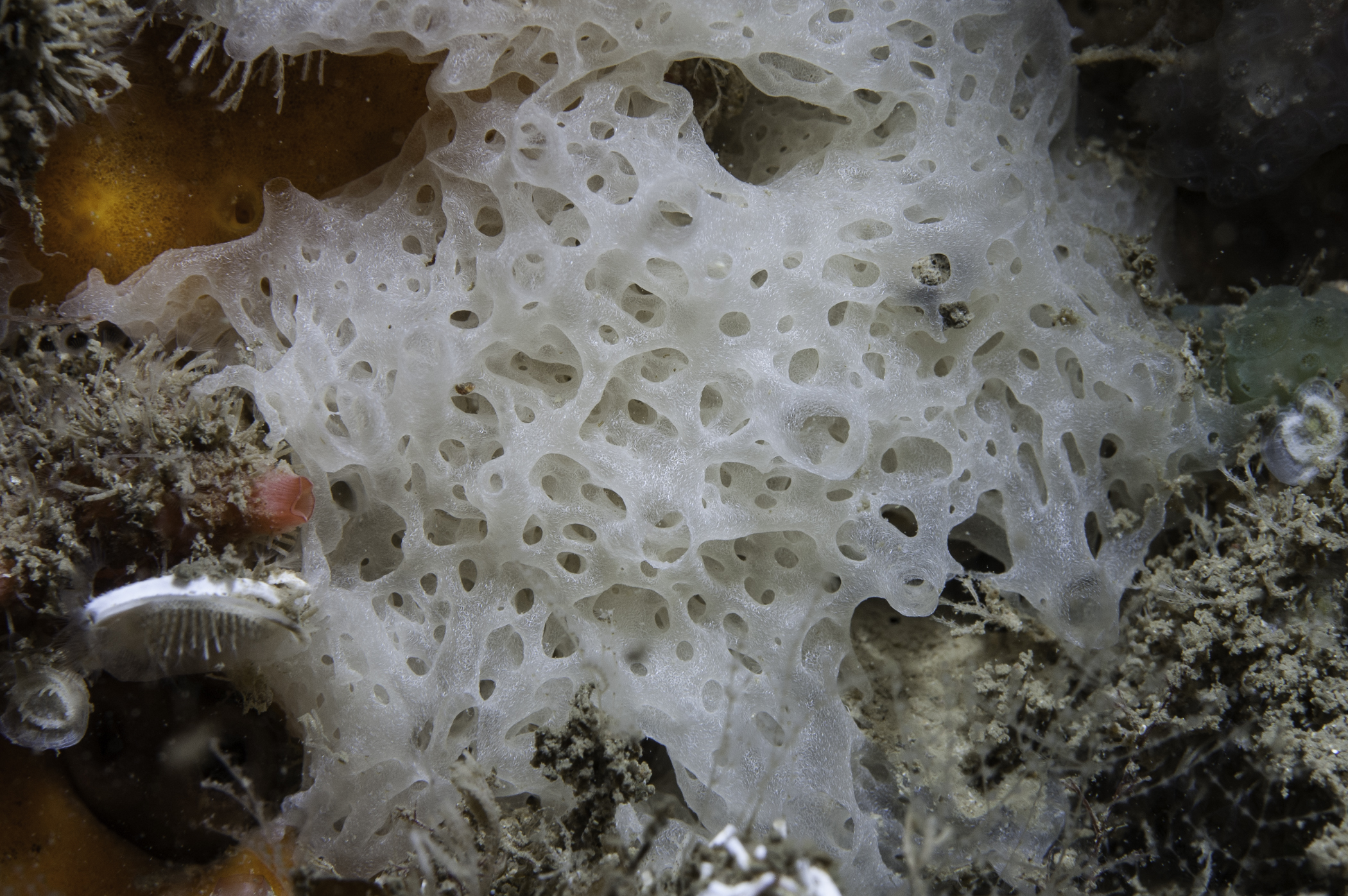 image: Clathrina coriacea. Rathlin Island, 2006.