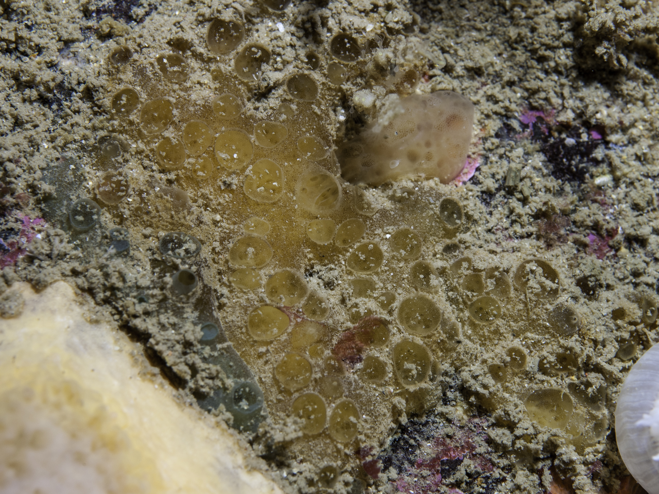 Hymedesmia pansa image: bep_6333