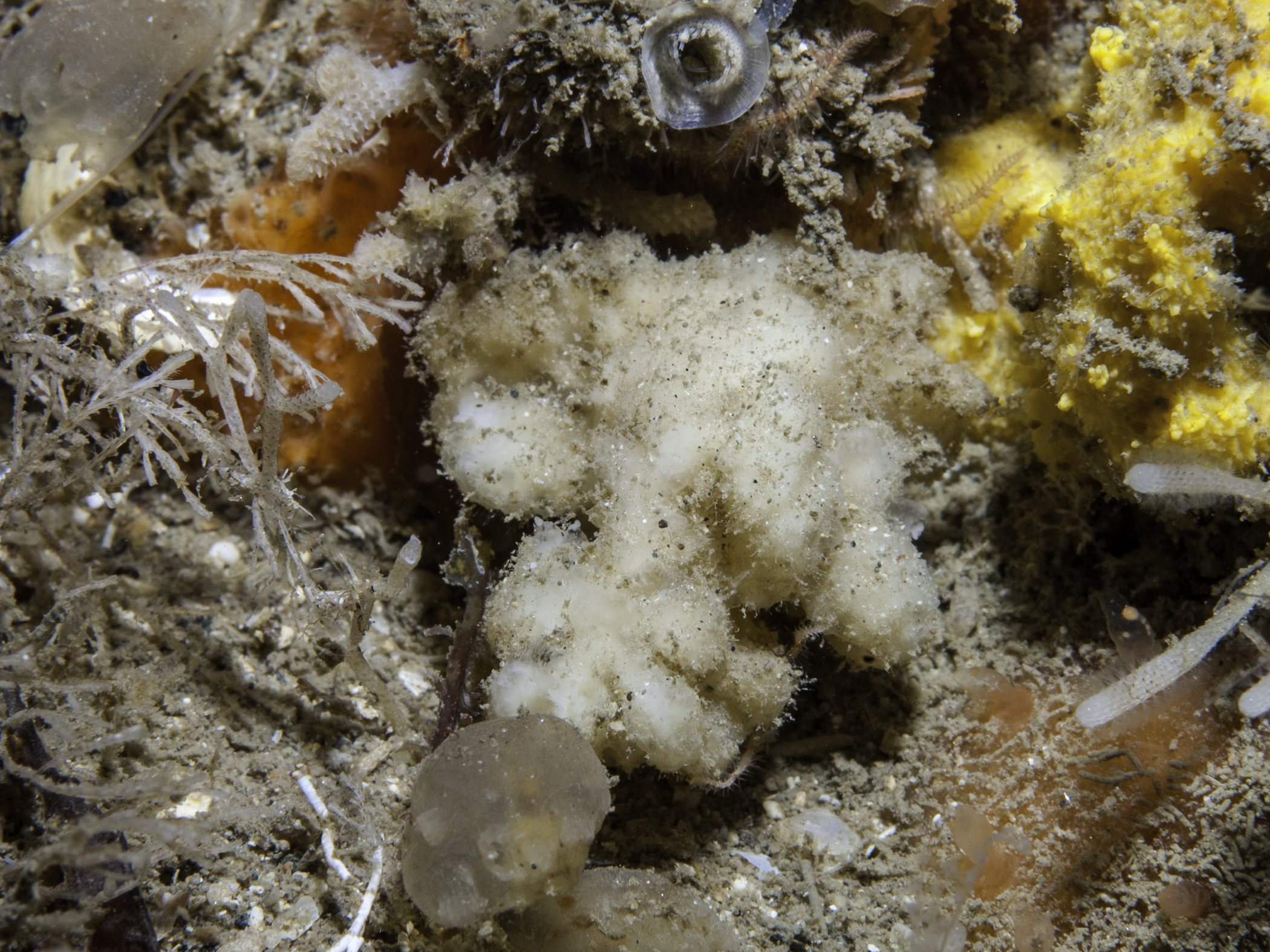 Axinella pyramidata image: bep_6457