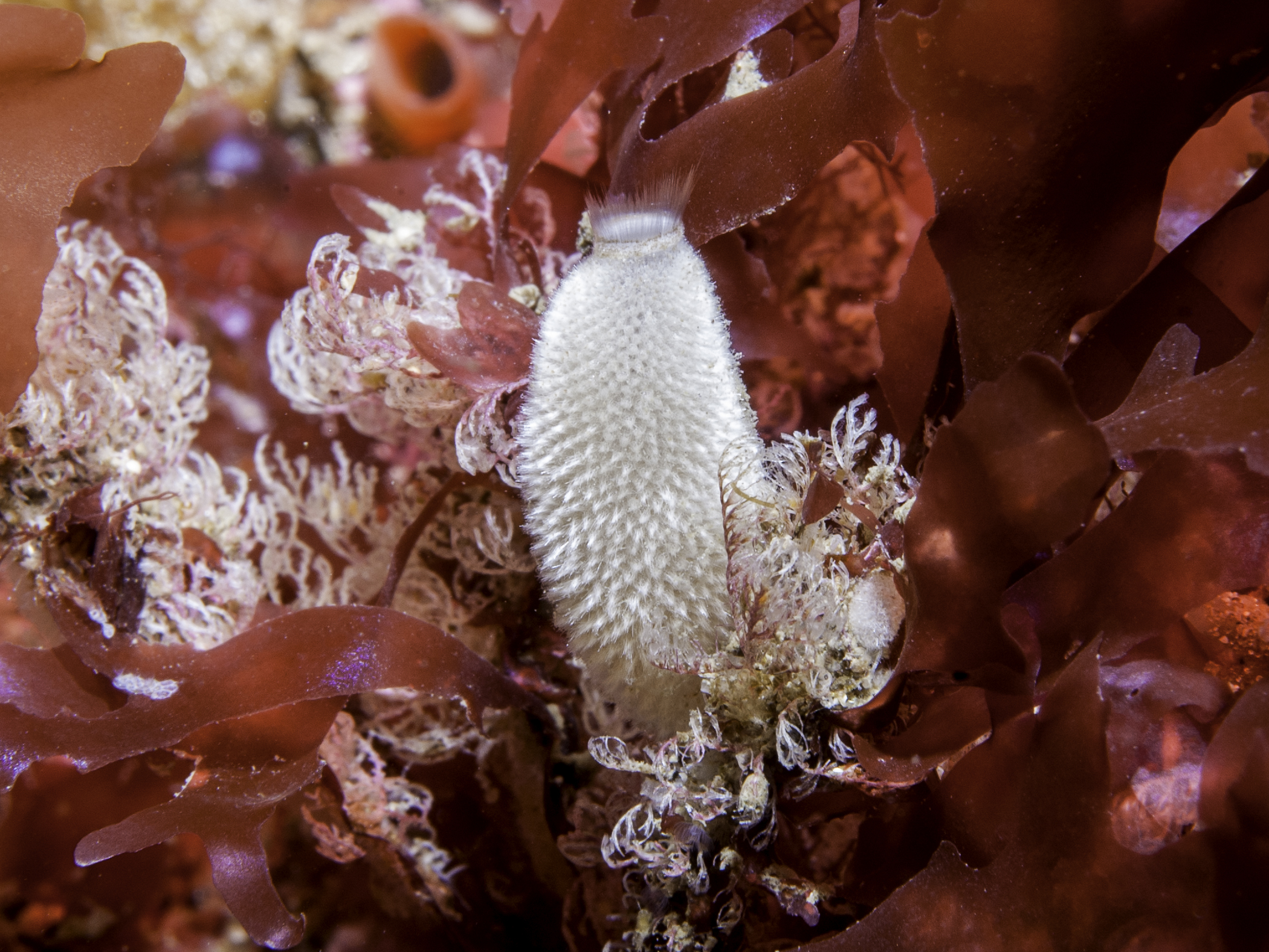 Sycon ciliatum image: bep_6492-edit