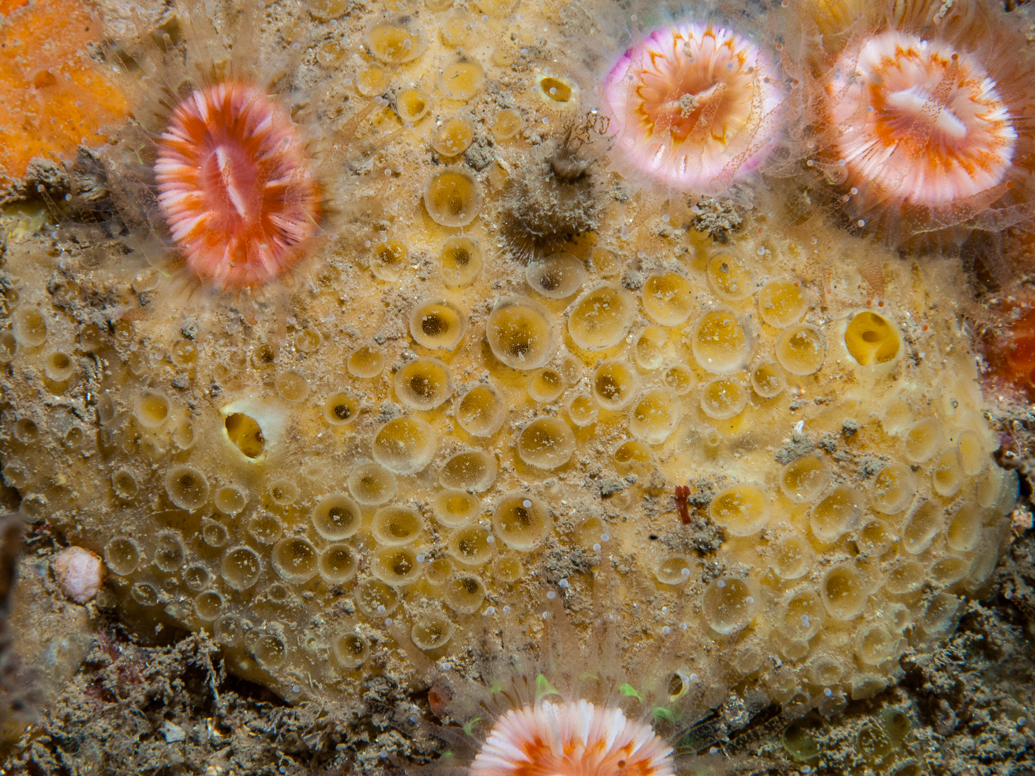 Porifera