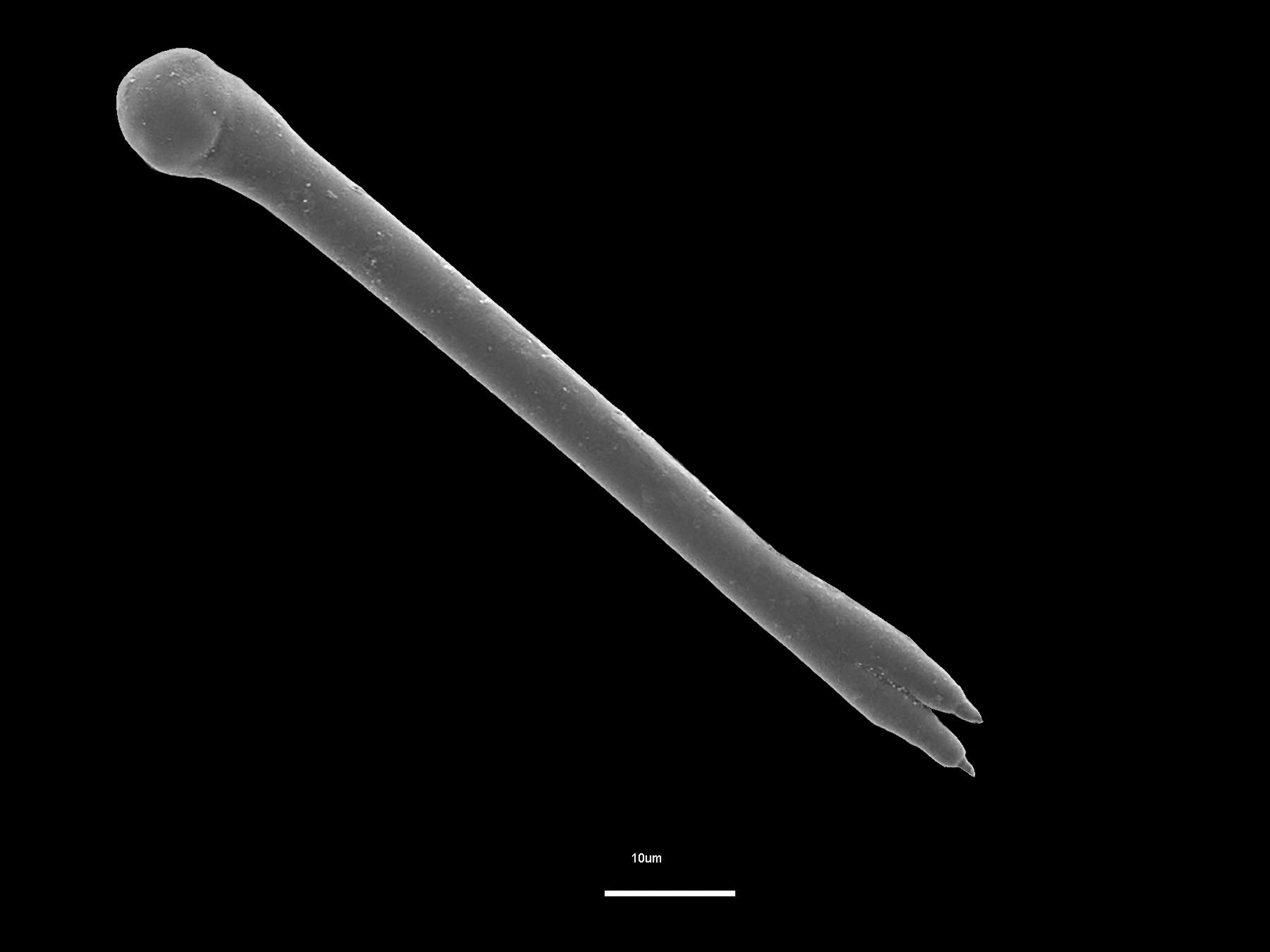 image: breeni-acantho3