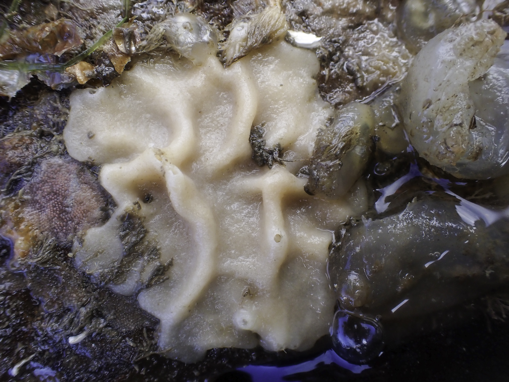 image: Leuconia nivea. Strangford Lough, 2022.