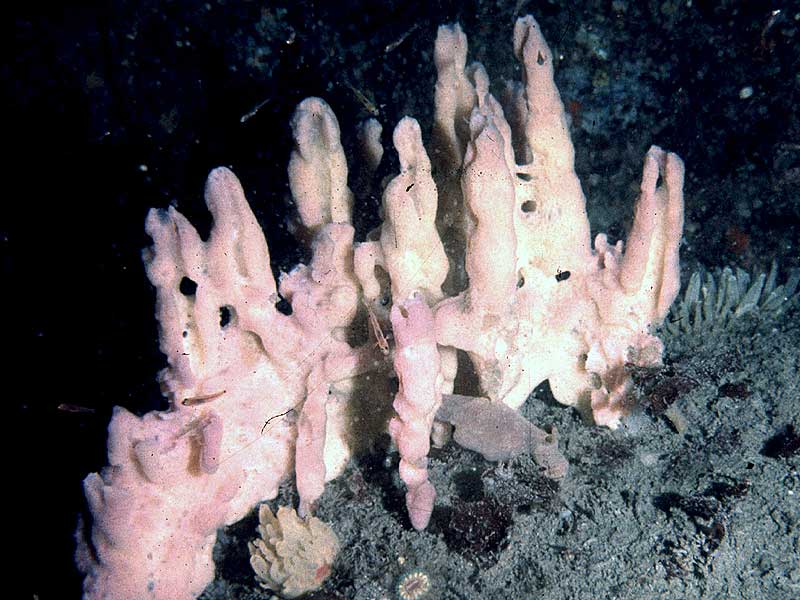 image: Desmacidon fruticosum. Keith Hiscock : St Mary's, Scilly Isles.