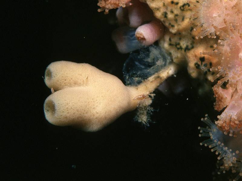 image: Haliclona urceolus. 
