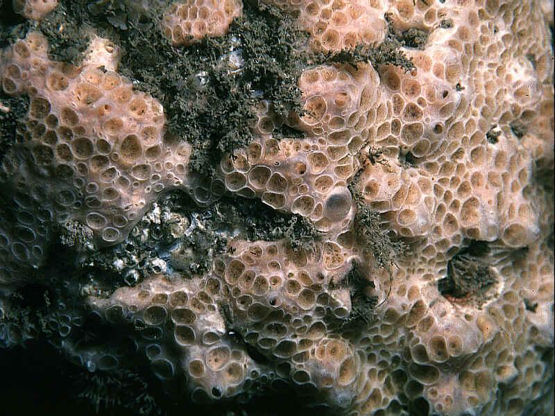 image: Hemimycale columella. 