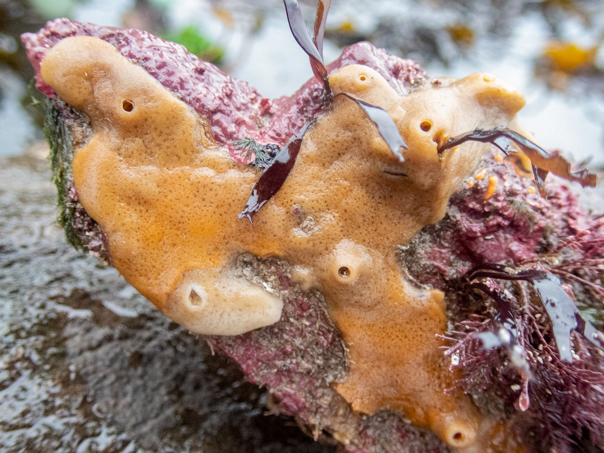 image: Haliclona simulans. Portaferry, Strangford Lough, 2020.