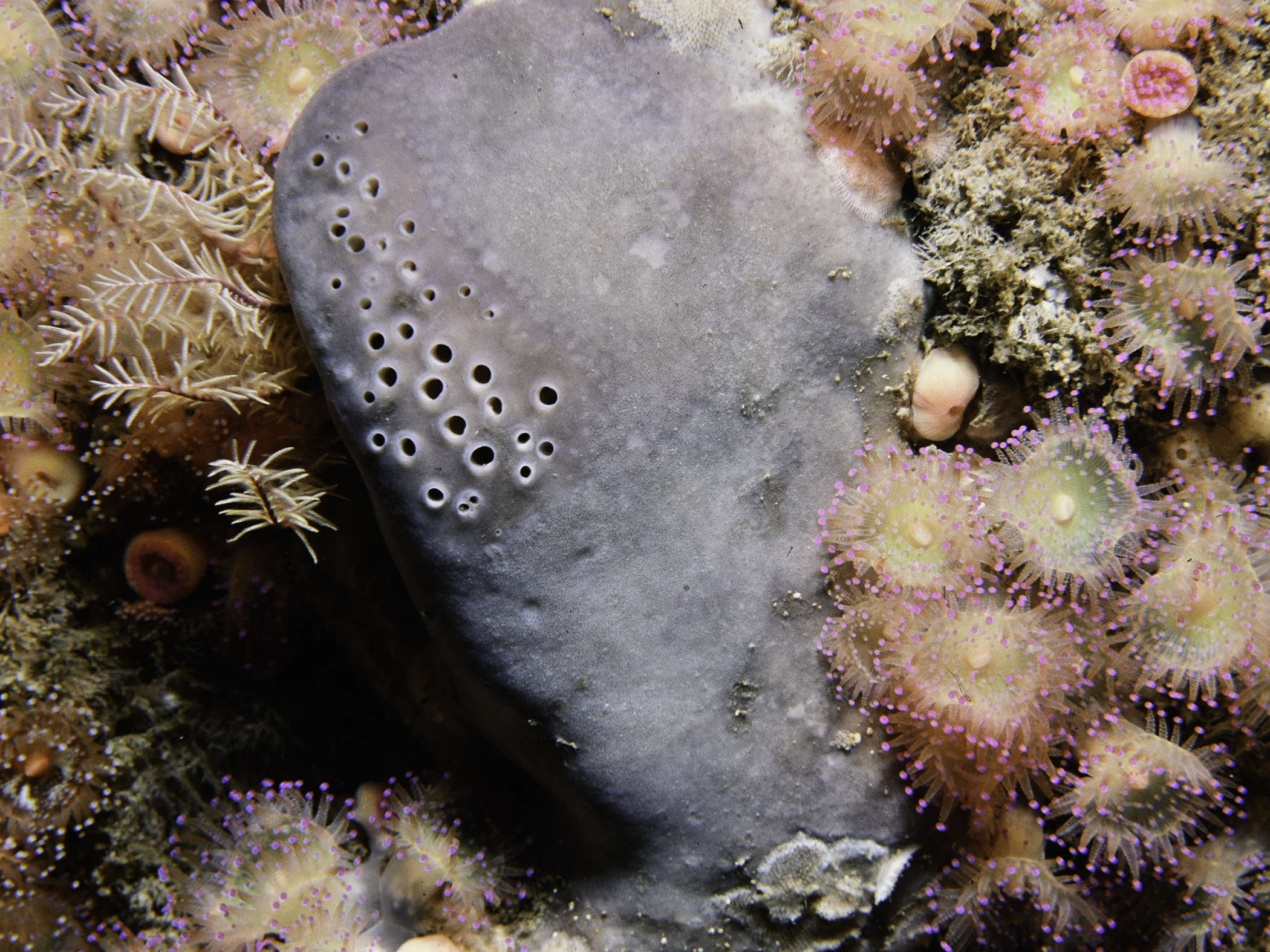 image: Pachymatisma johnstonia. Portnagh Rock, St. John's Point, Co Donegal.
