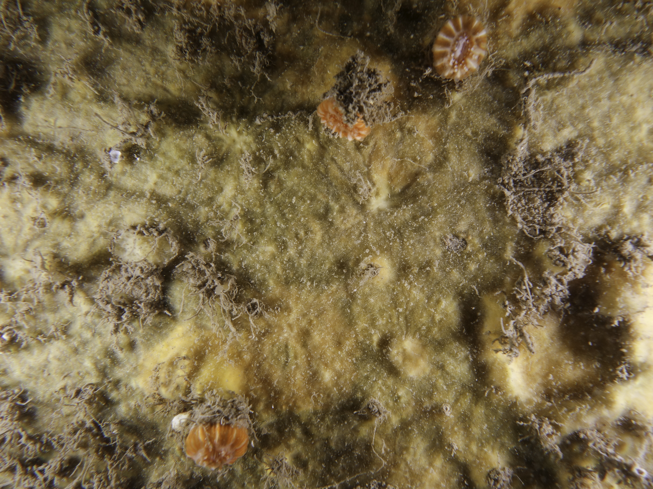 image: Tricheurypon cf. viride. Lough Hyne, 2019.