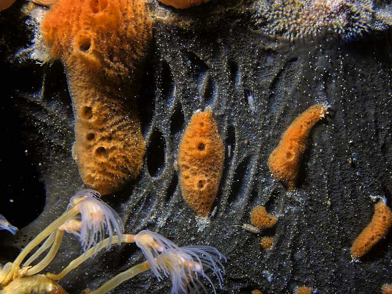 image: Dercitus bucklandi. With <em>Amphilectus fucorum</em> growing over parts of the surface.