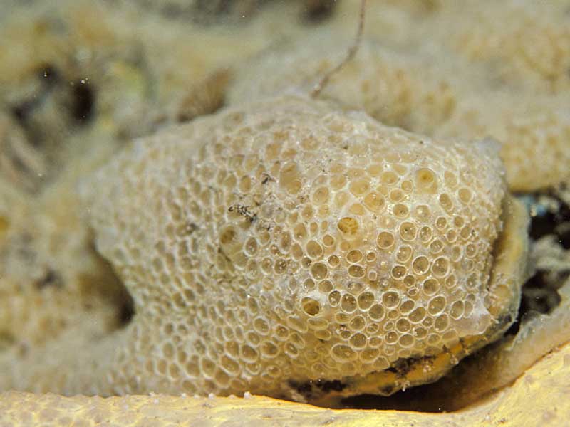 image: Hymedesmia pansa. 
